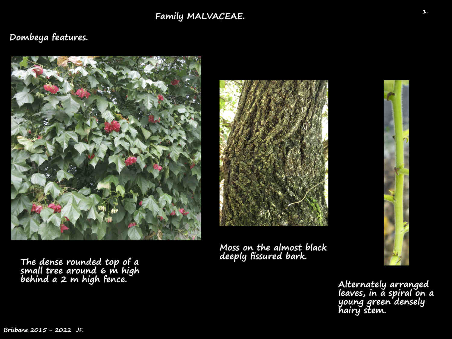 1 Bark on a Dombeya tree