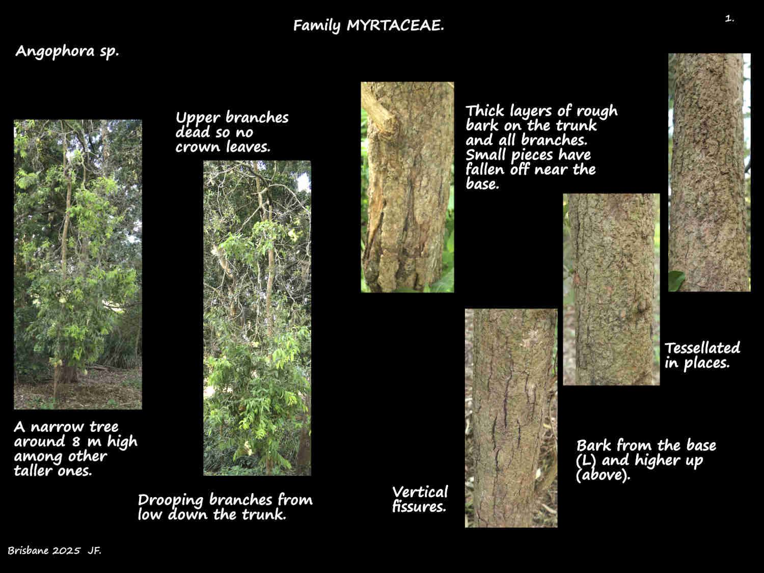 1 Bark on a small Angophora tree