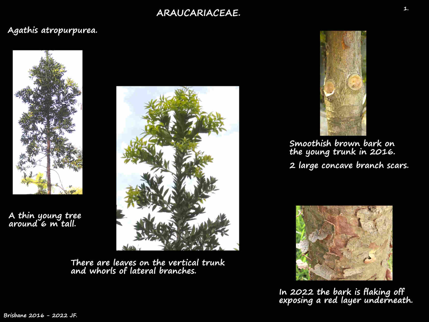 1 Bark on a young Agathis atropurpurea trunk