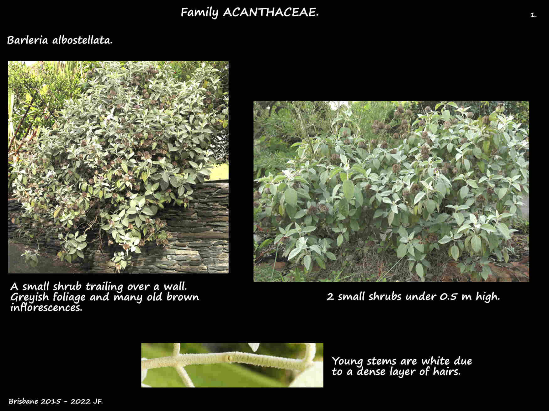 1 Barleria albostellata shrubs & stems