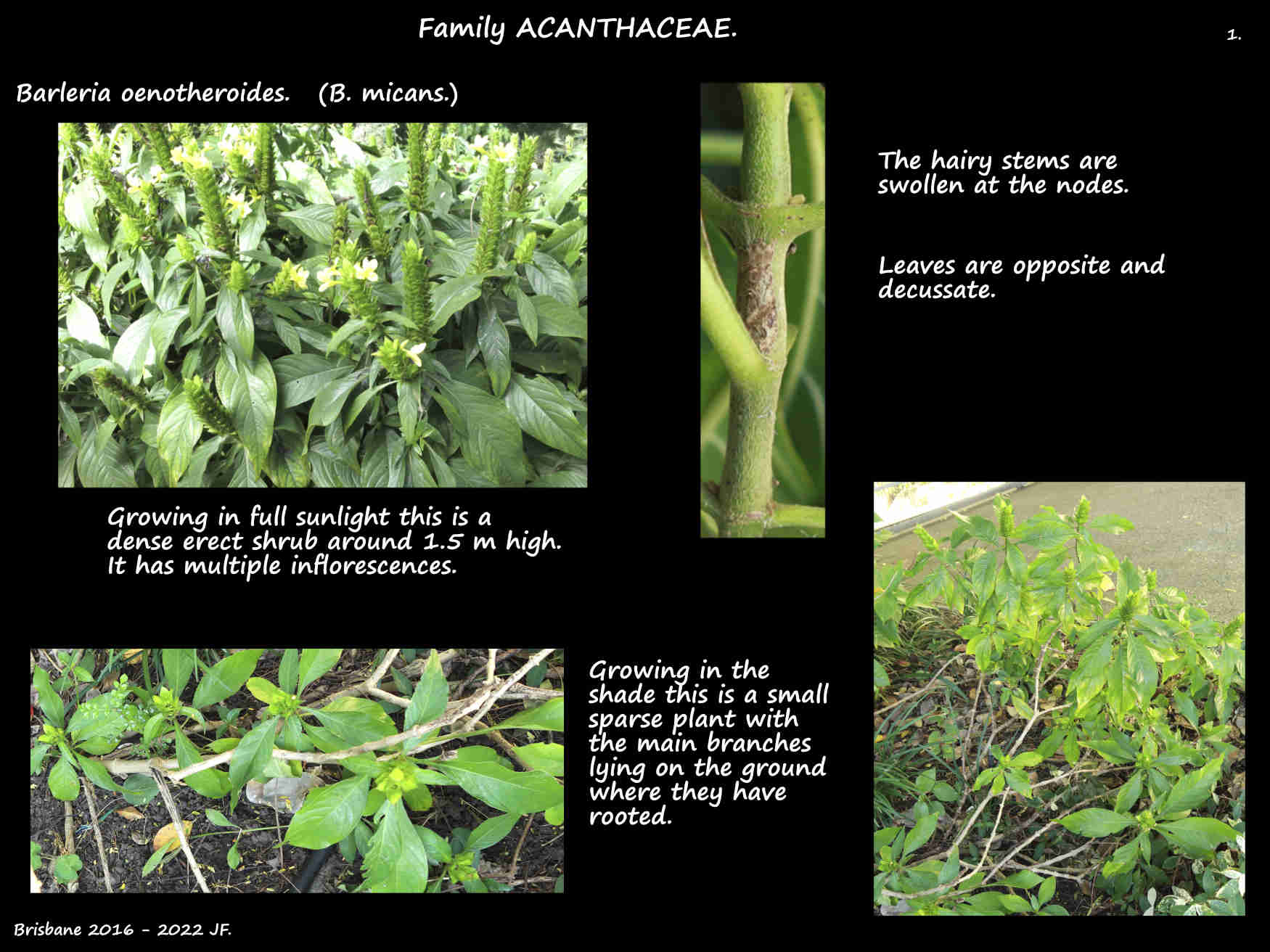 1 Barleria oenotheroides plants & stems