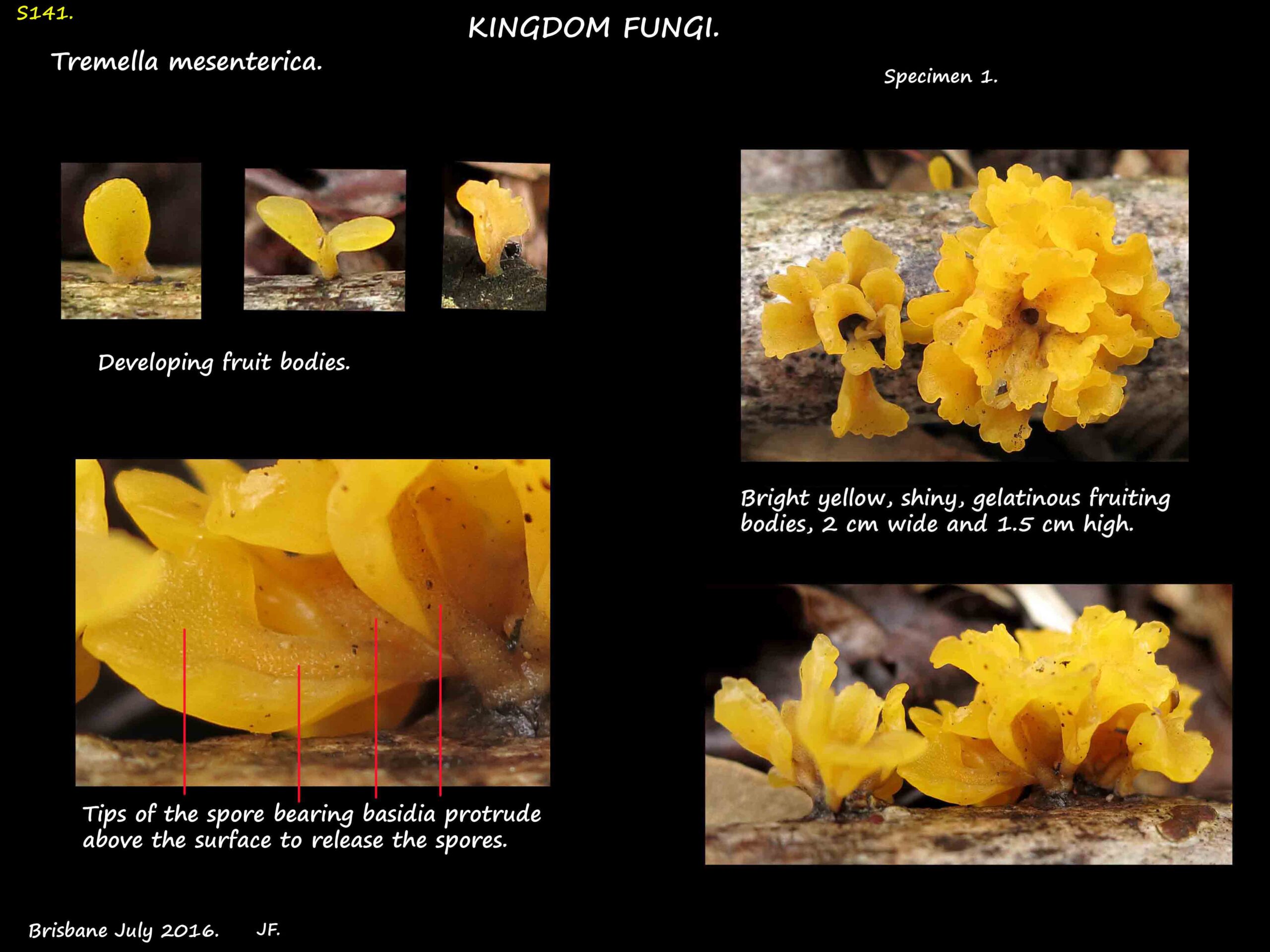 1 Basidia on Tremella mesenterica fruit bodies