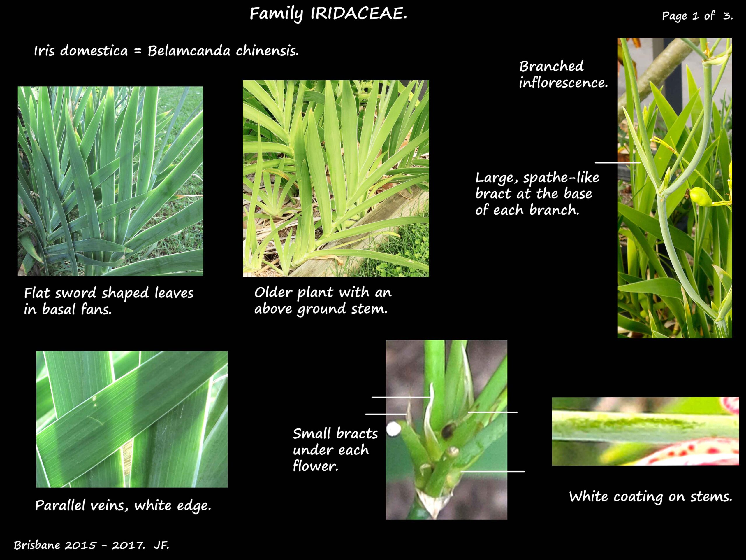 1 Belamcanda leaves & inflorescence bracts