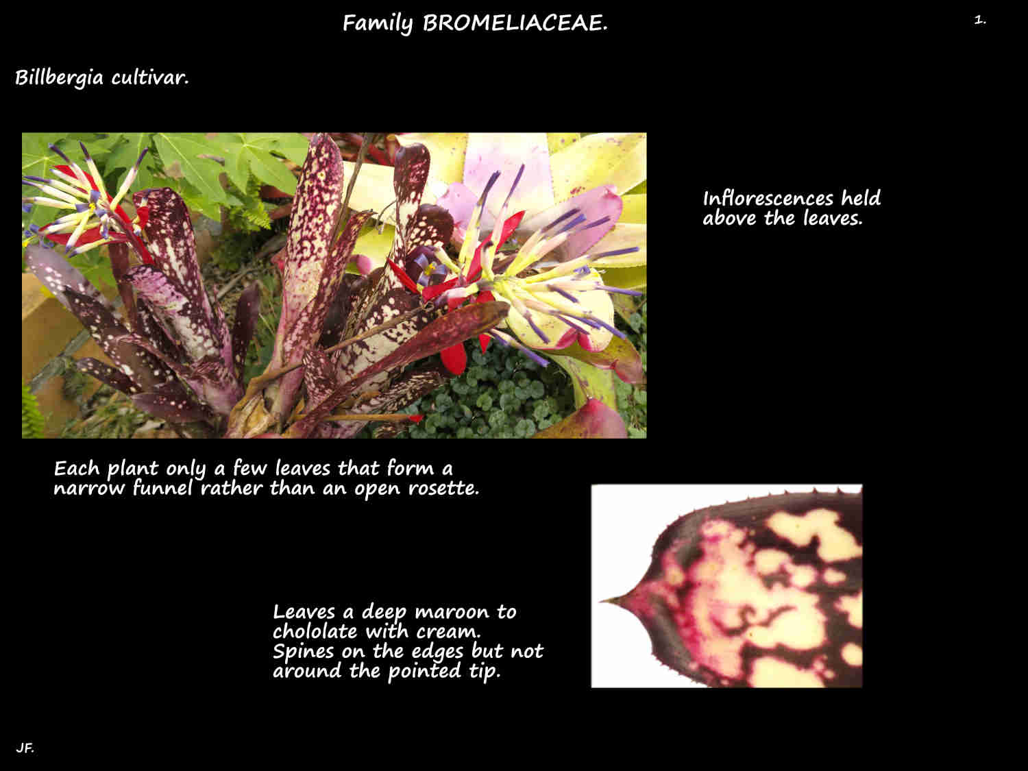 1 Billbergia cultivar plants & leaves