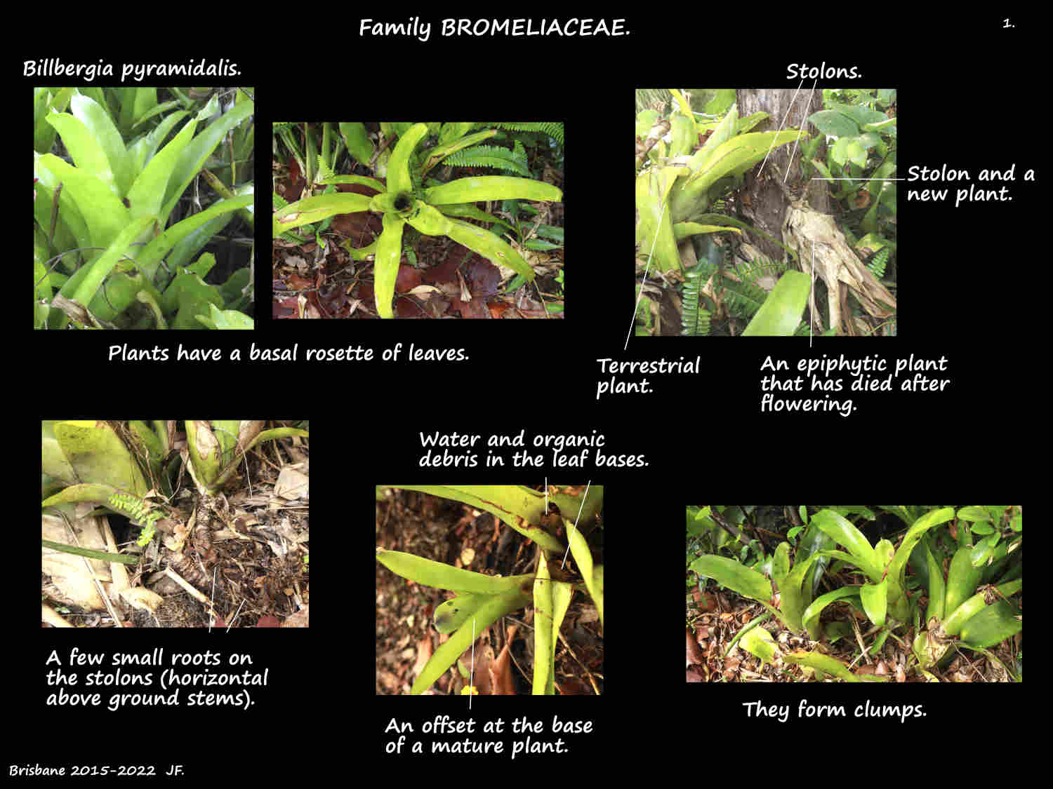 1 Billbergia pyramidalis plants & stolons
