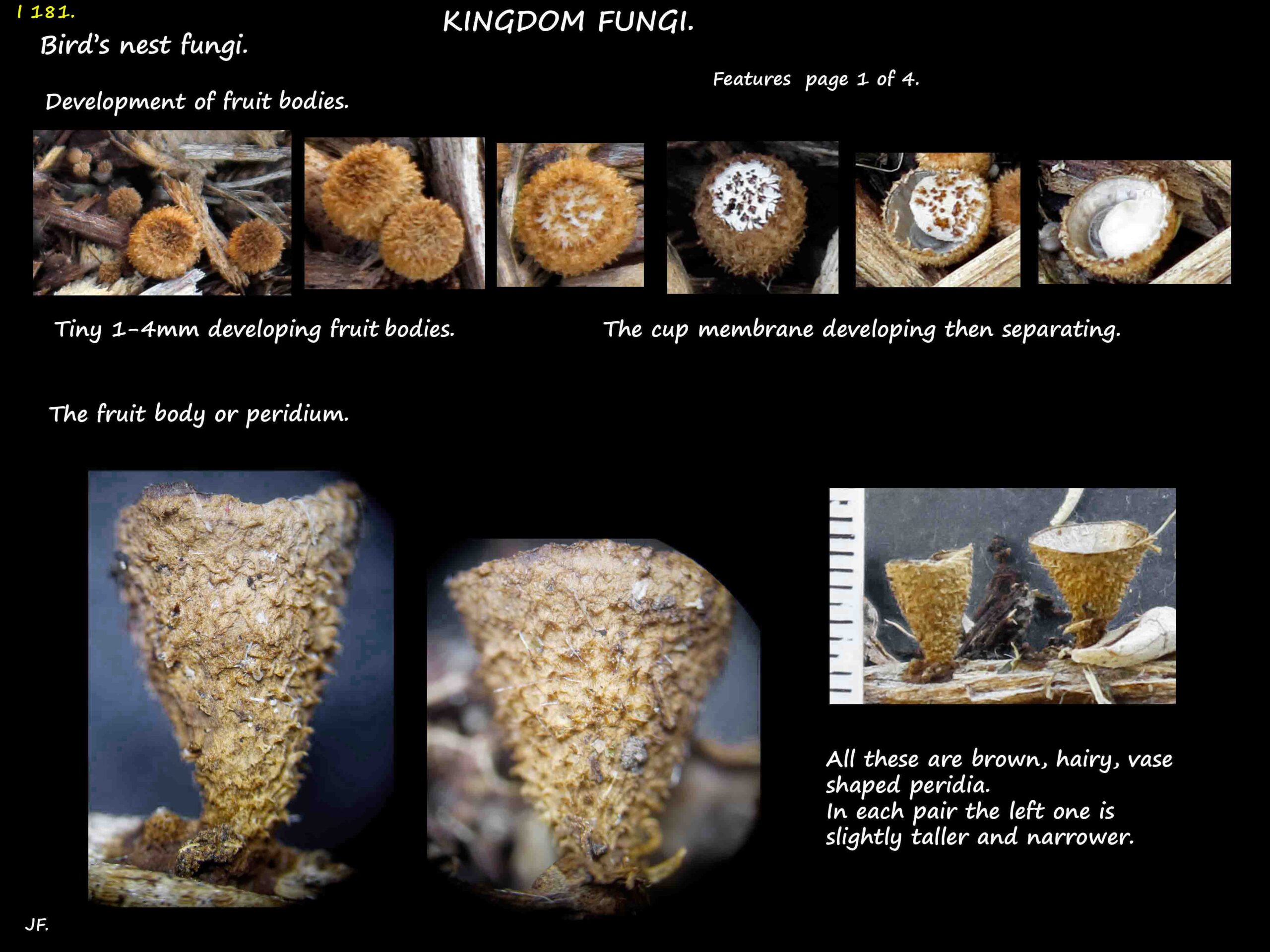 1 Bird's nest fungi fruit bodies