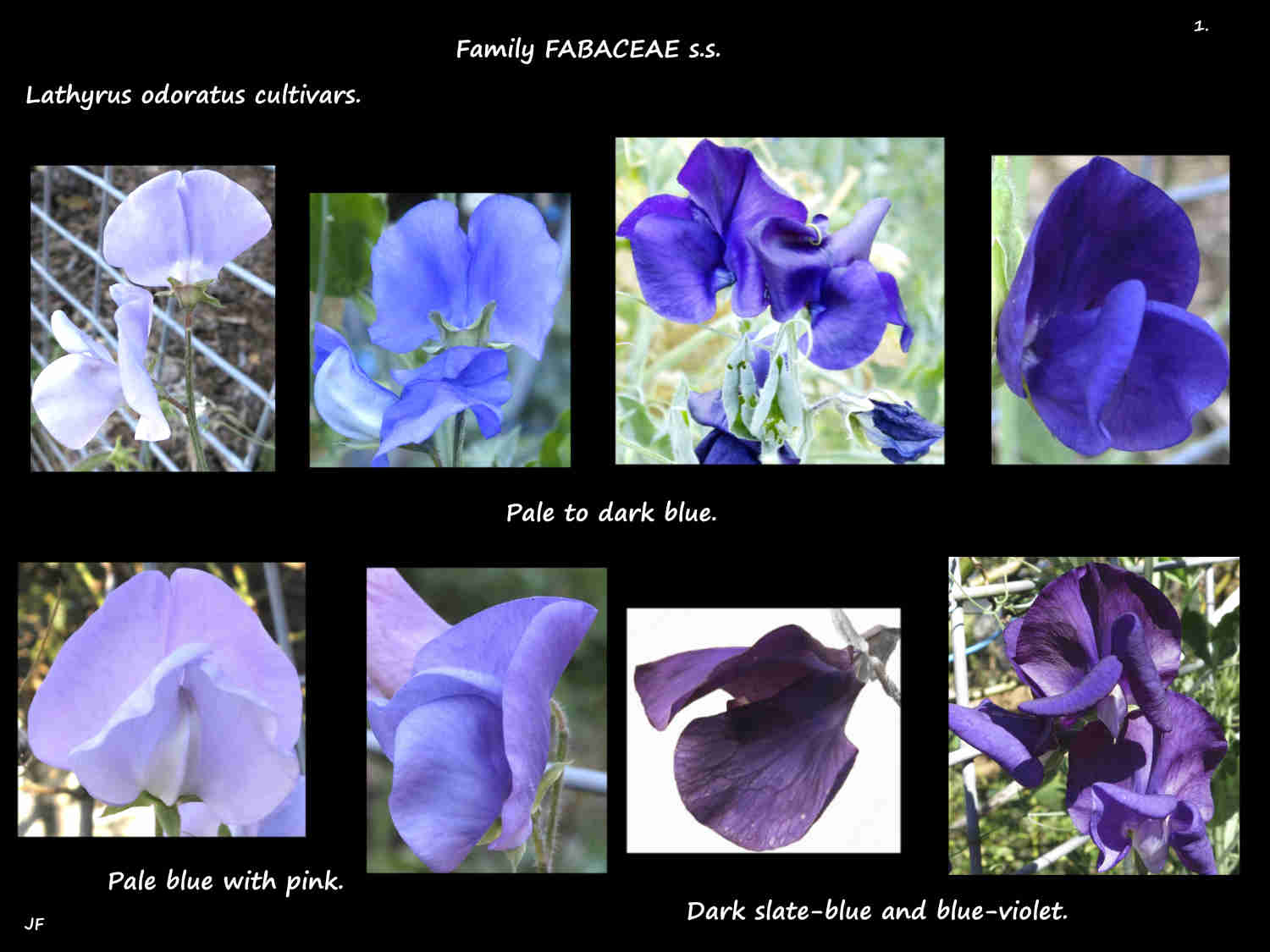 1 Blue to blue-violet Lathyrus odoratus cultivars