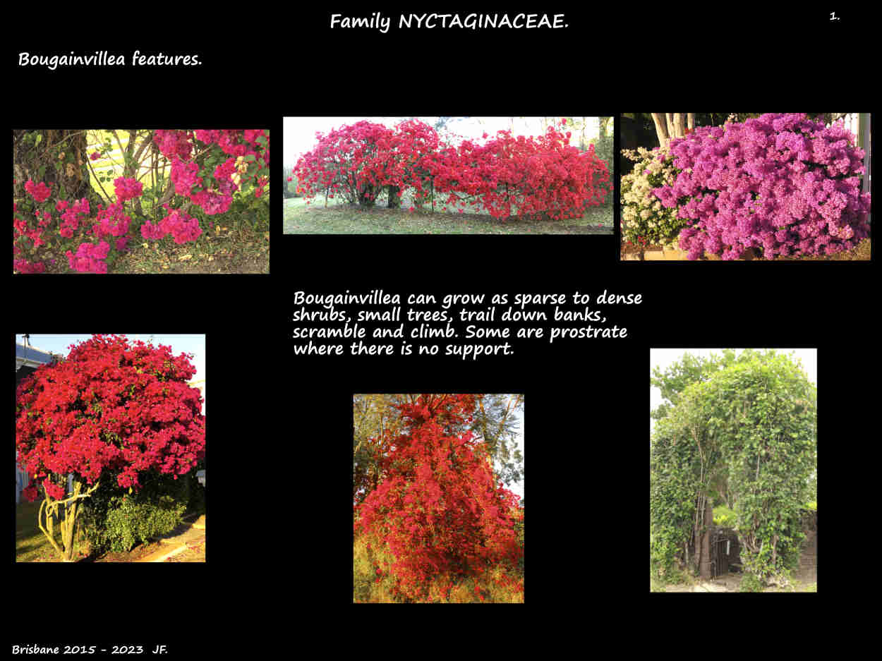 1 Bougainvillea growth forms