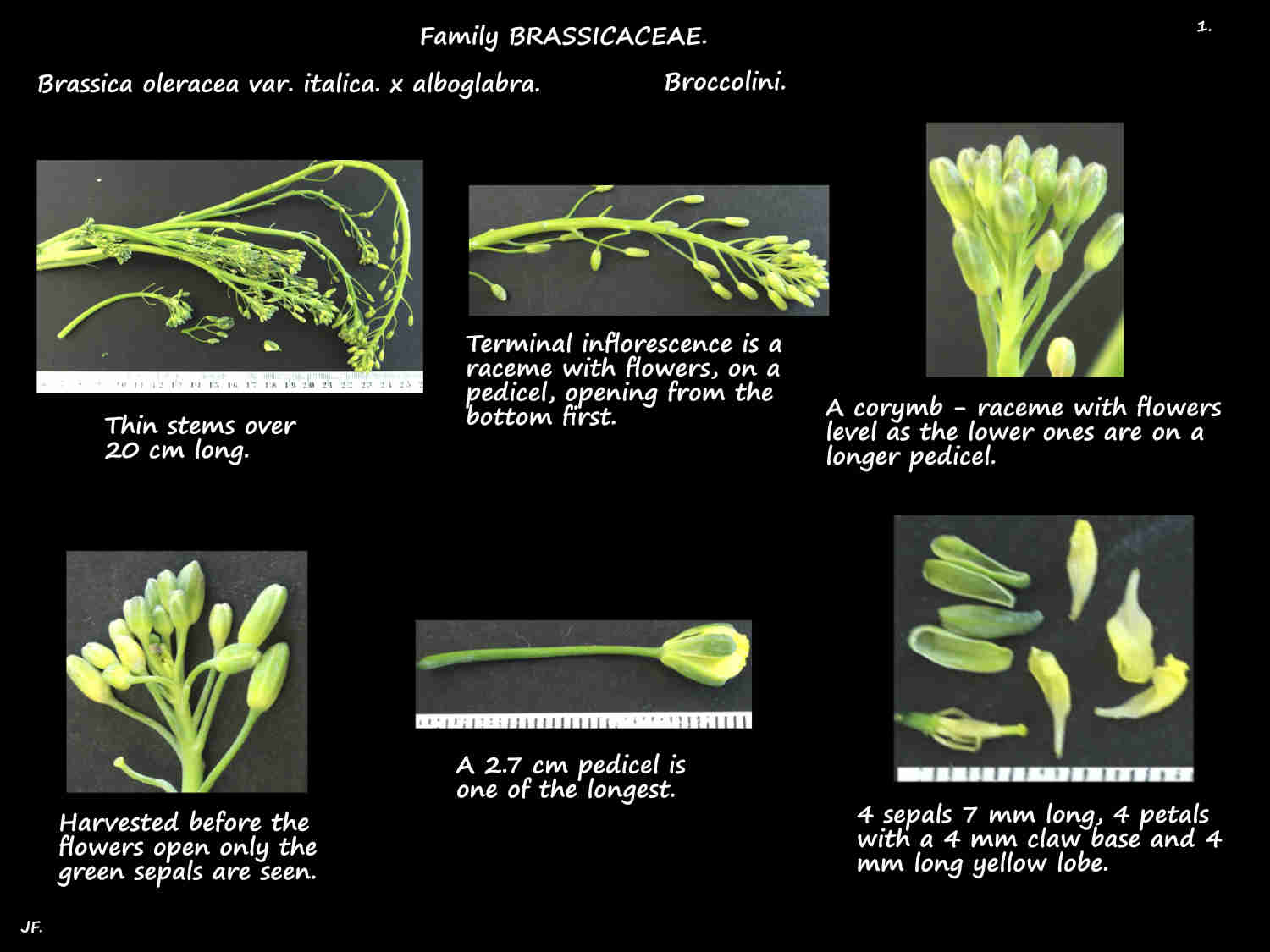 1 Brassica oleracea var. italica × alboglabra