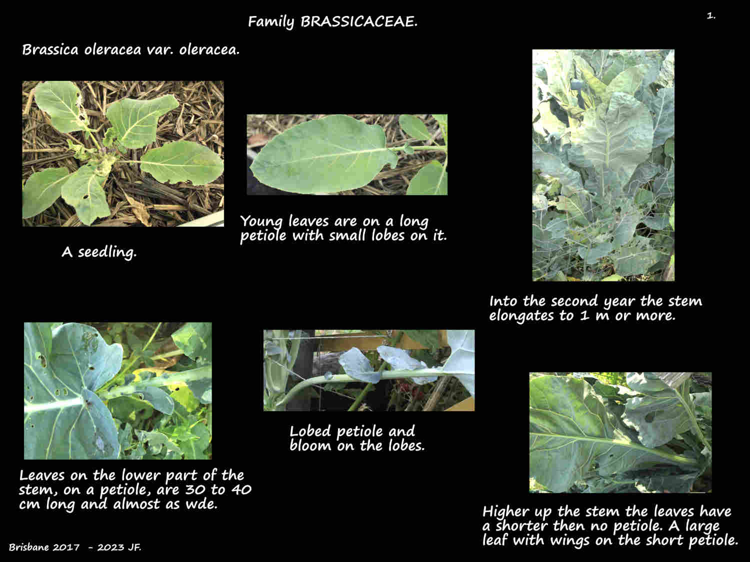 1 Brassica oleracea var. oleracea