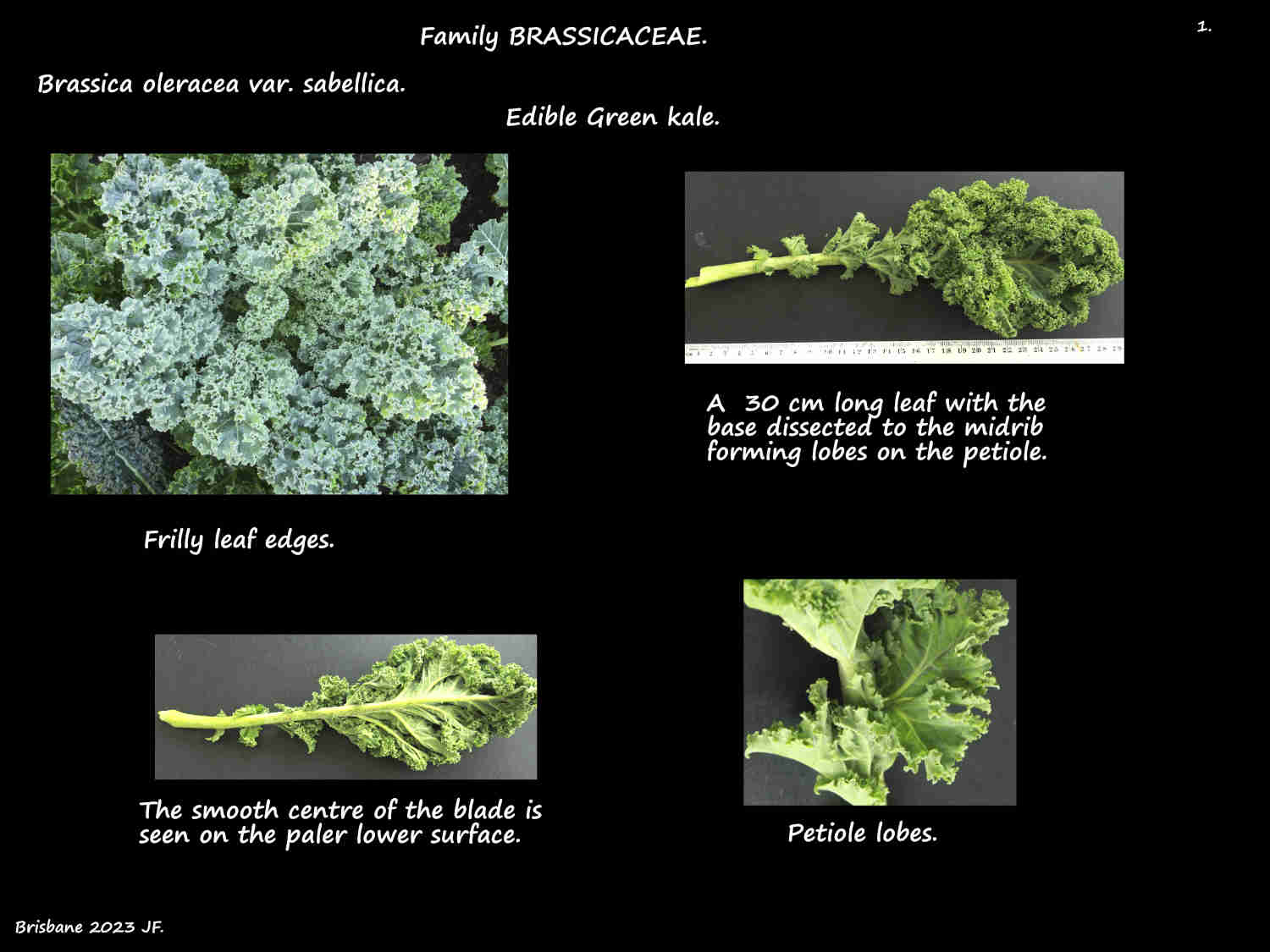1 Brassica oleracea var. sabellica