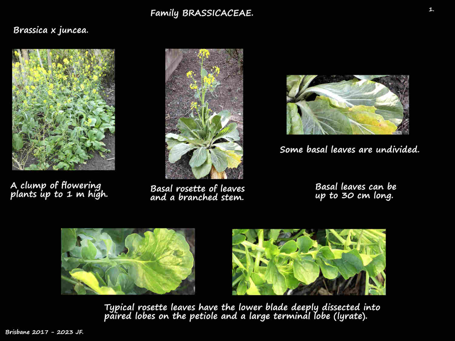 1 Brassica x juncea plants & rosette leaves