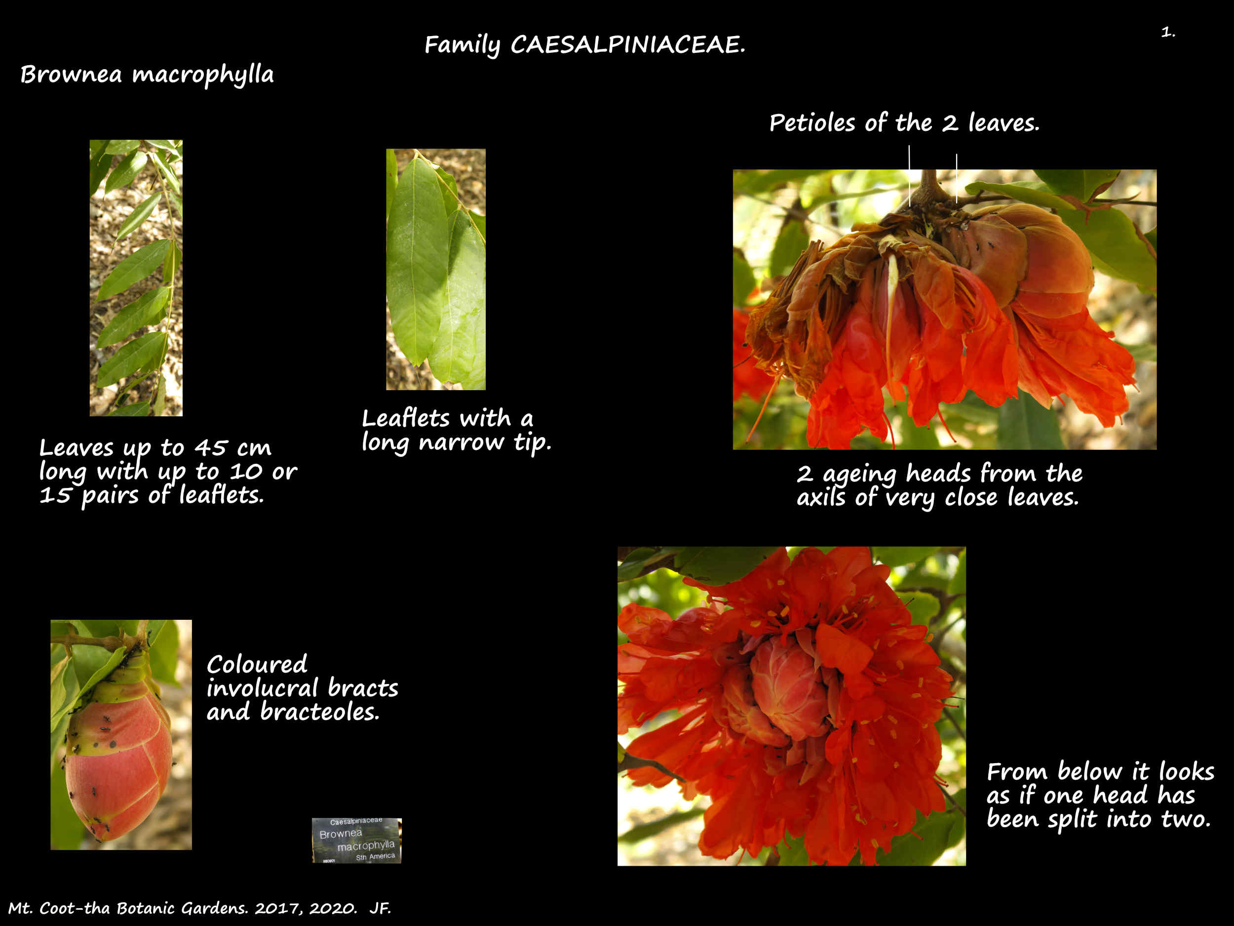 1 Brownea macrophylla leaves
