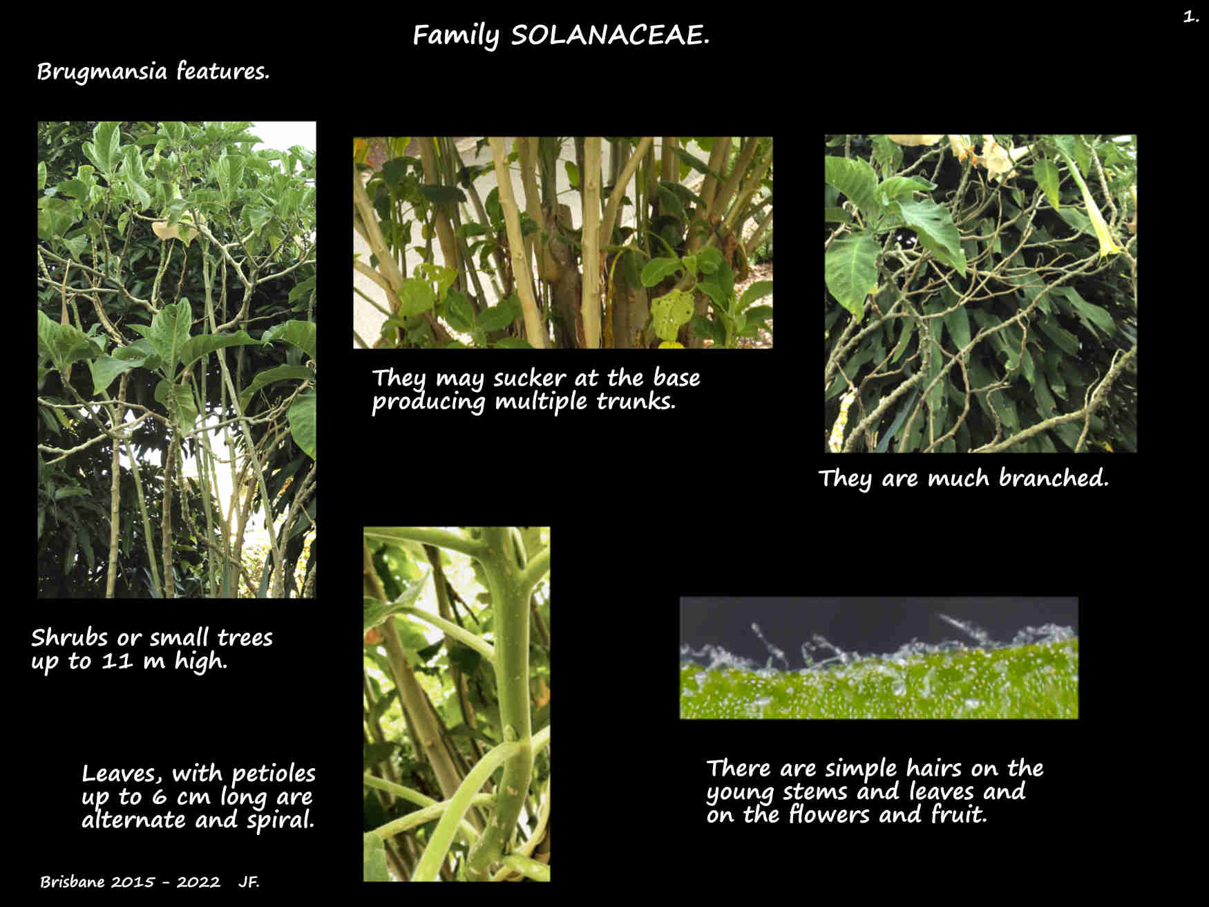 1 Brugmansia plants & stems