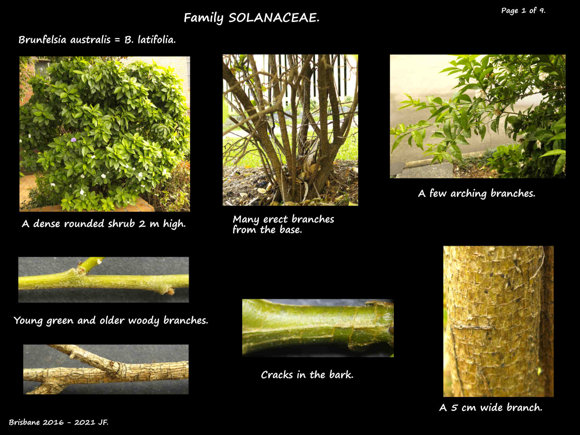 1 Brunfelsia australis shrub & branches