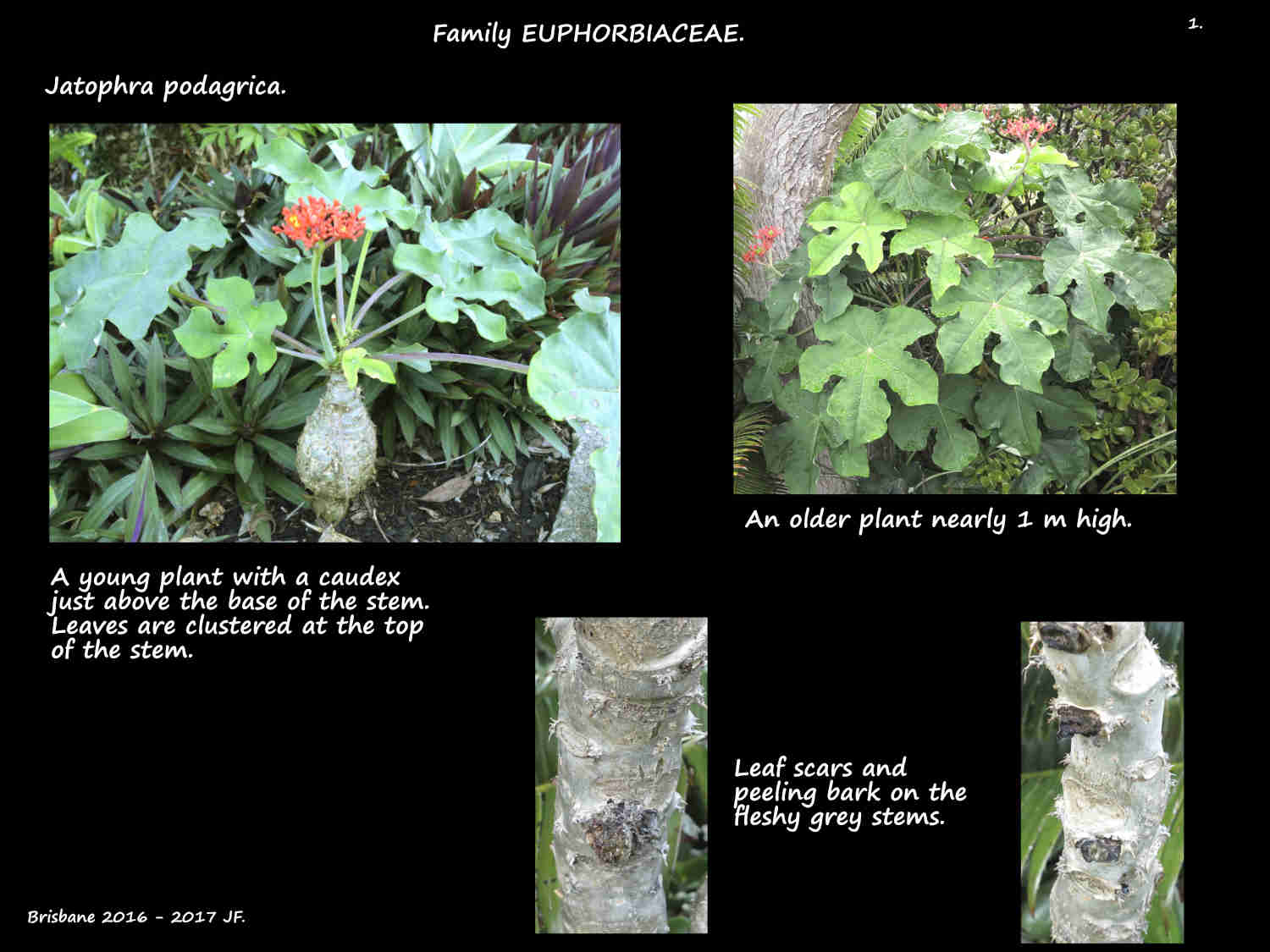 1 Buddha-belly plants & caudex