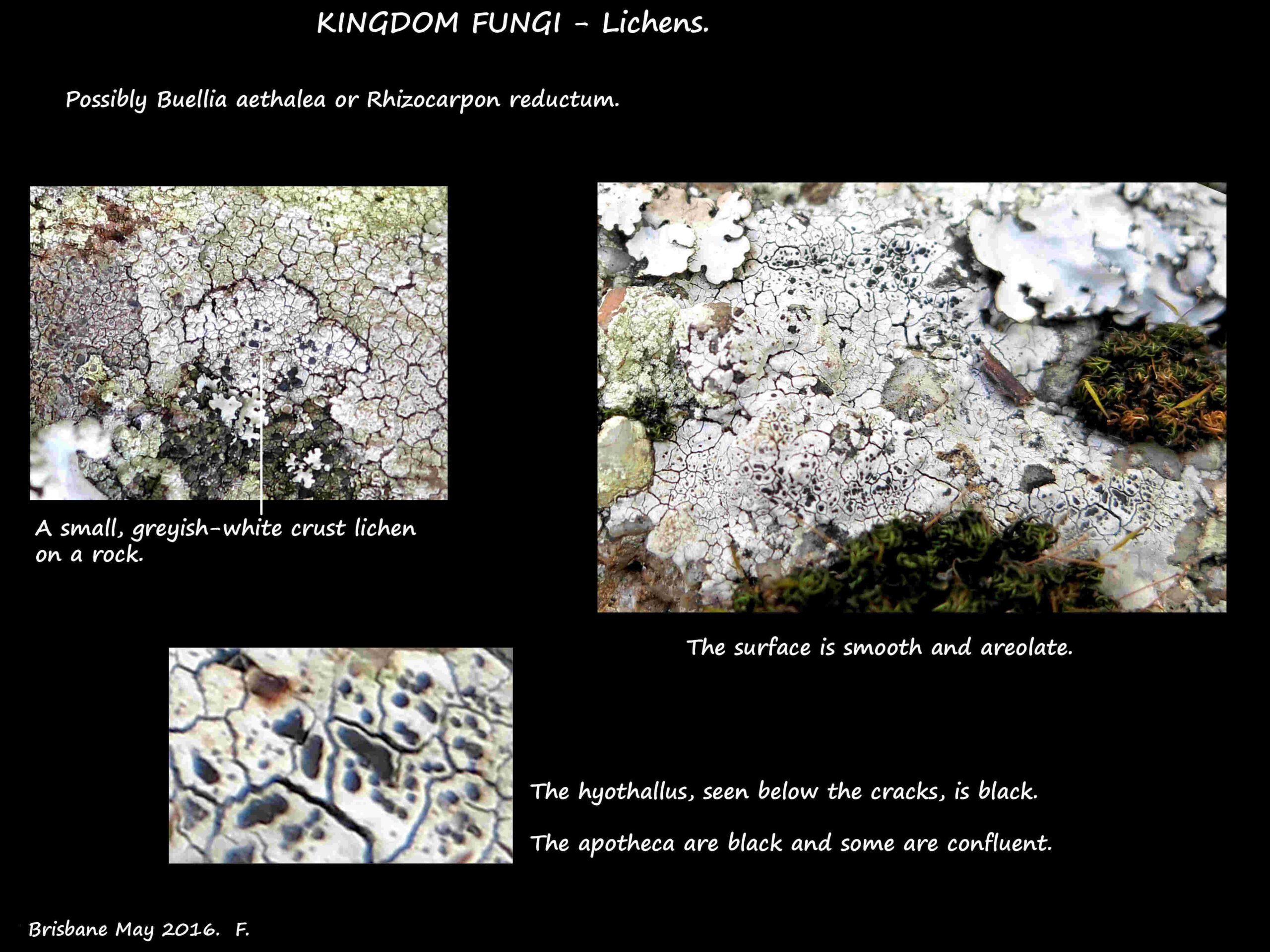 1 Buellia or Rhizocarpon lichen with black apotheca on a white hypothallus