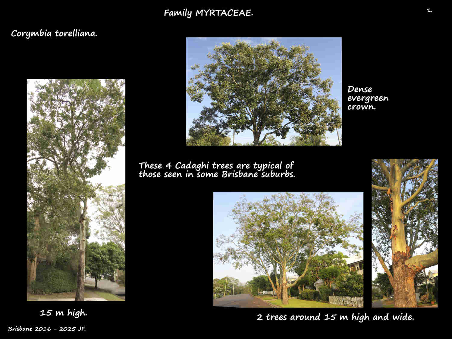 1 Cadaghi trees in Brisbane