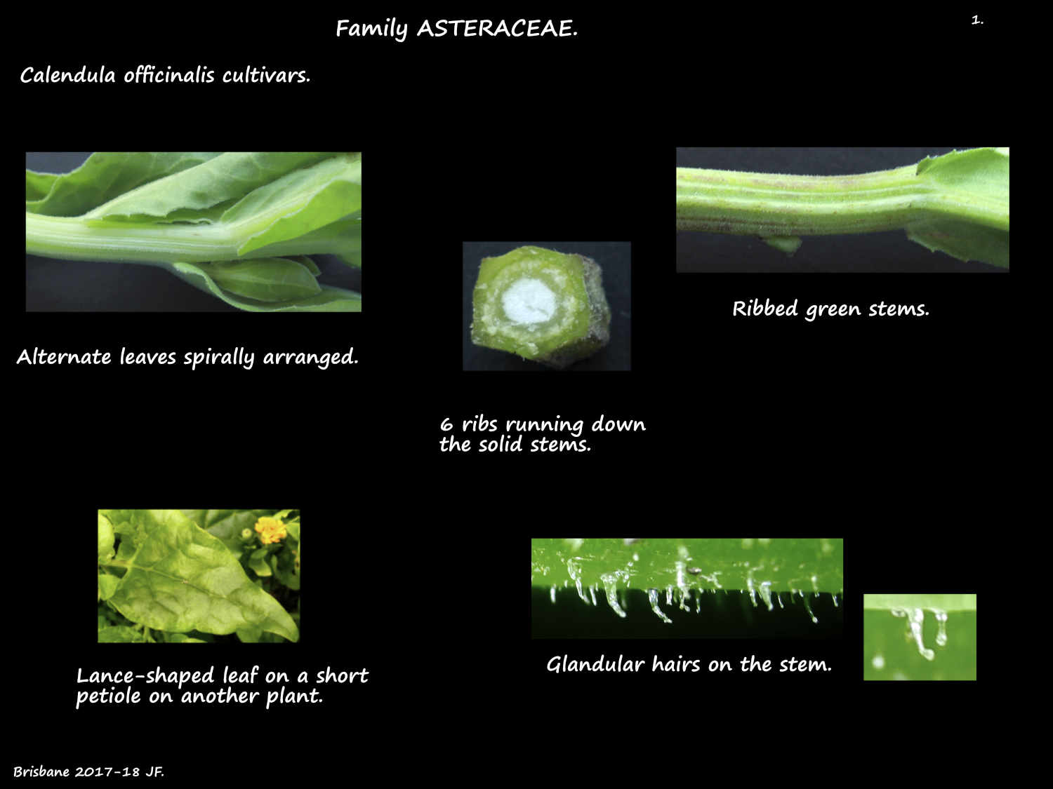 1 Calendula officinalis hairy stems