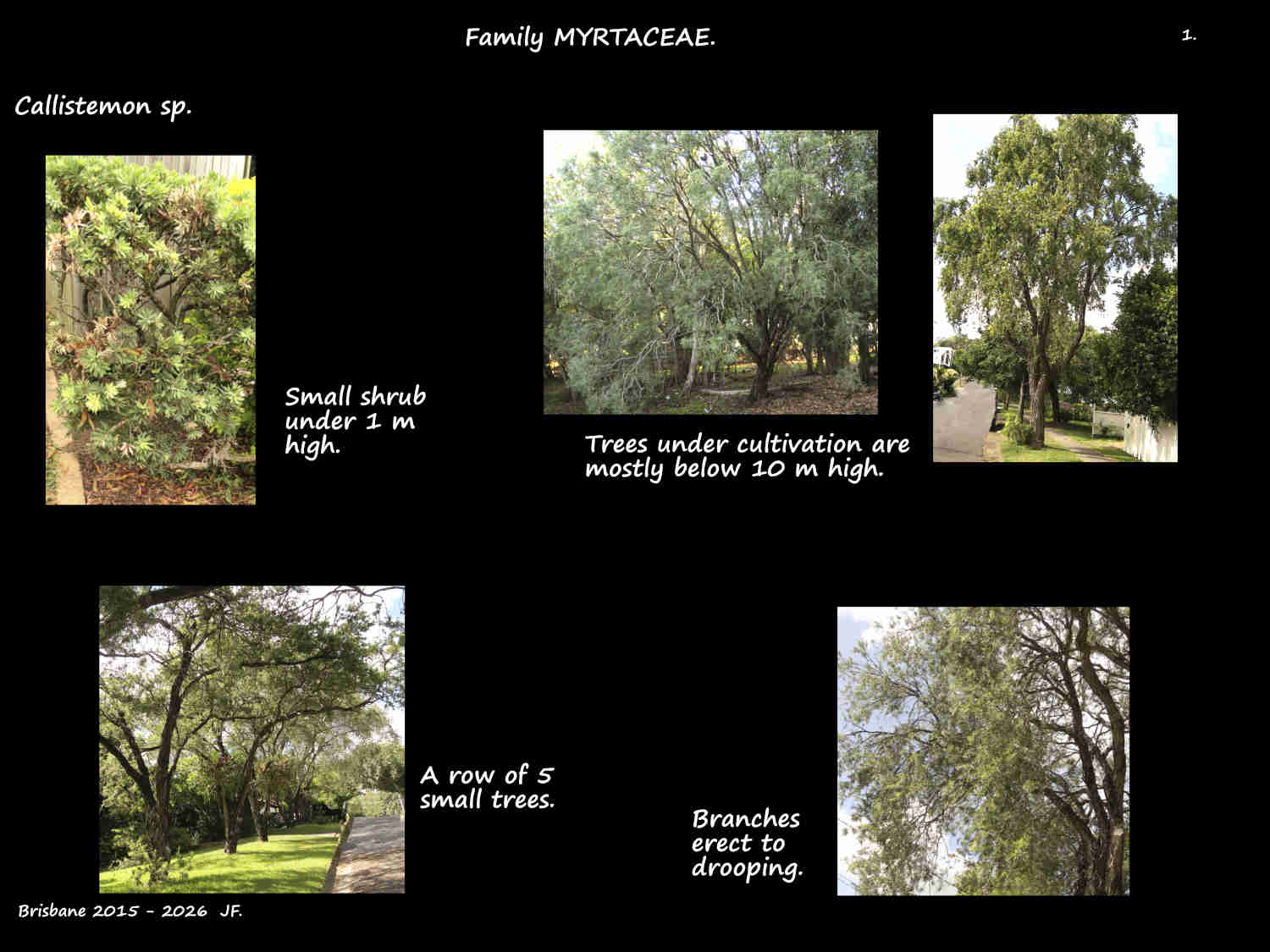 1 Callistemon shrubs & trees