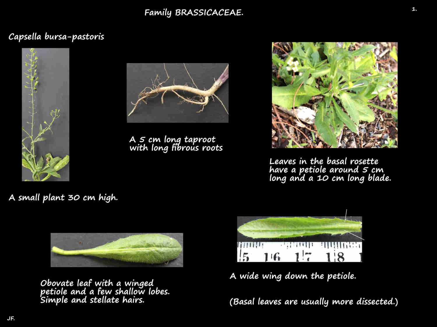 1 Capsella bursa-pastoris plant & taproot
