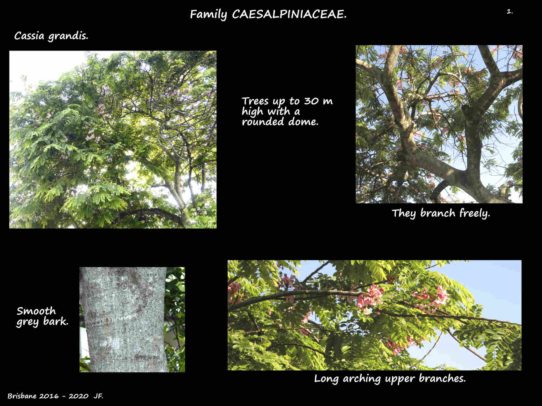 1 Cassia grandis tree & trunk
