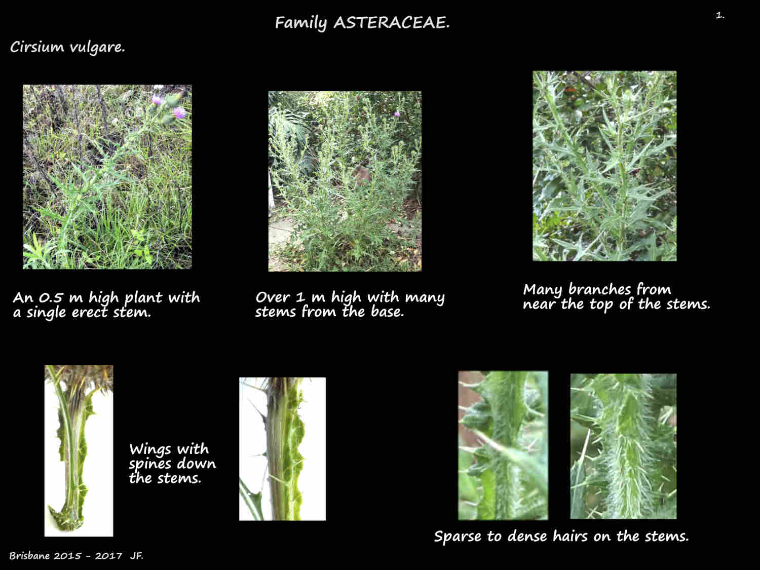 1 Cirsium vulgare plants & winged stems