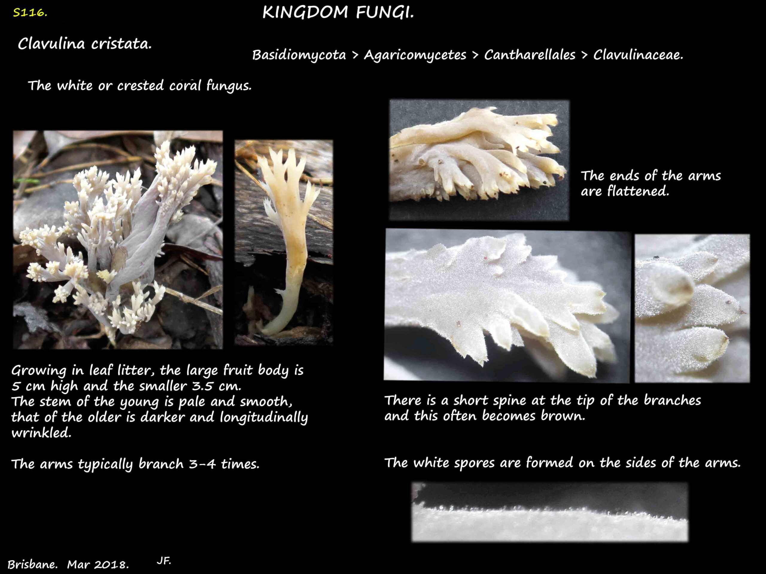 1 Clavulina cristata s