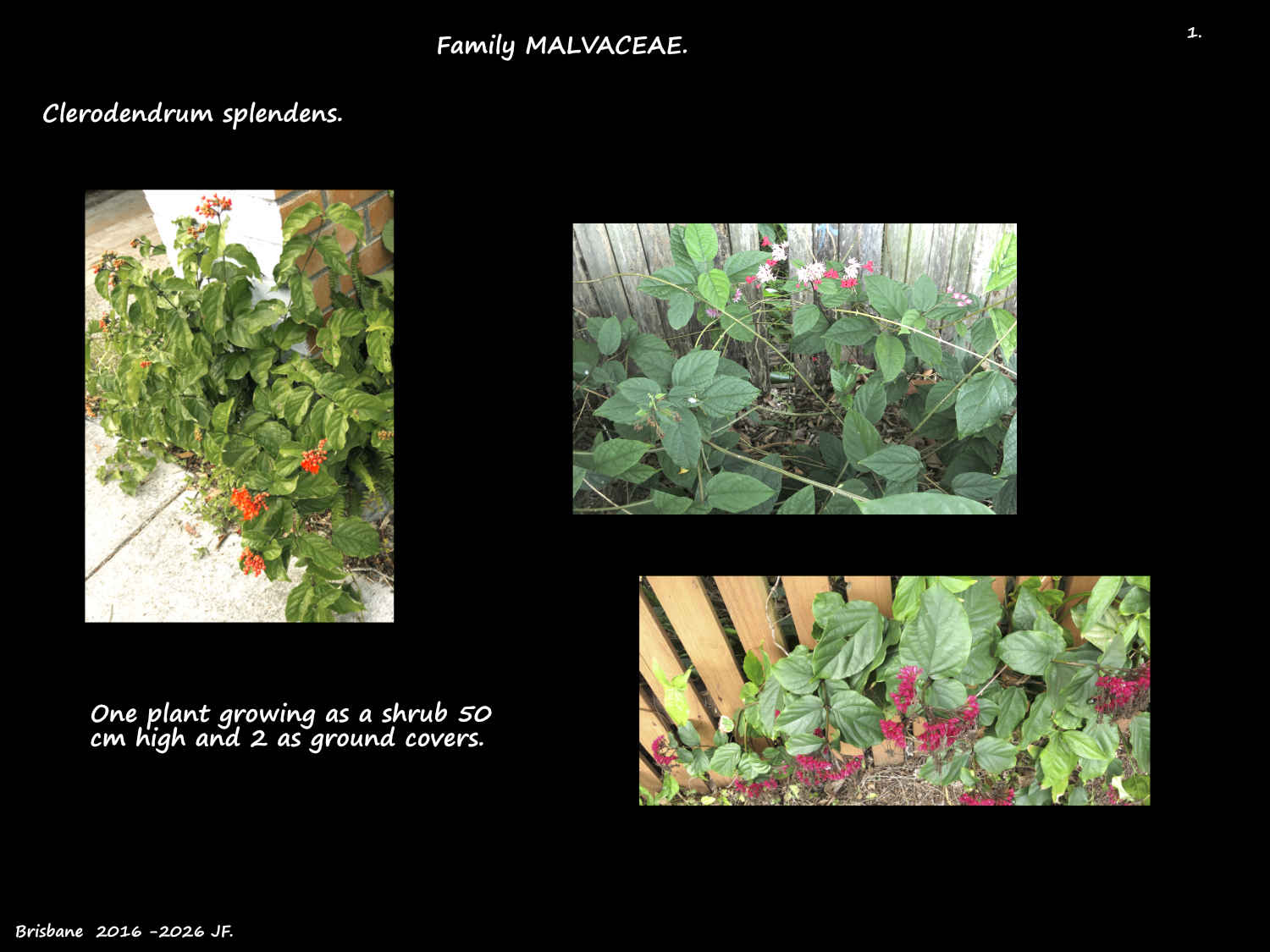 1 Clerodendrum splendens shrub & ground covers