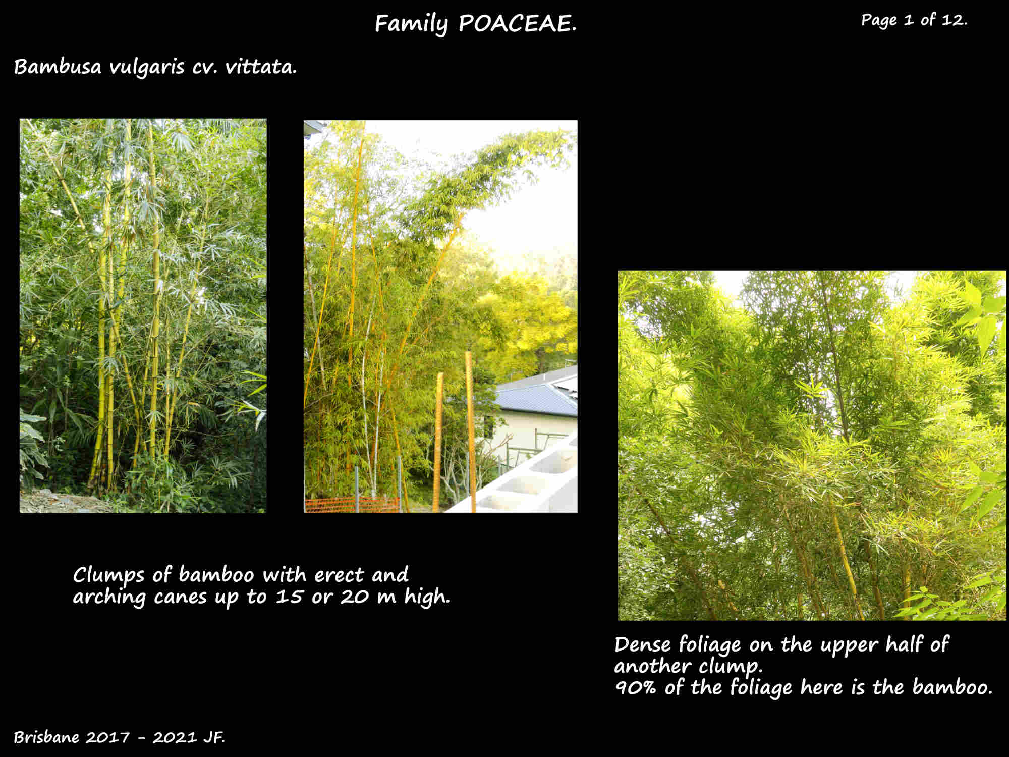 1 Clumps of Bambusa vulgaris cv. vittata