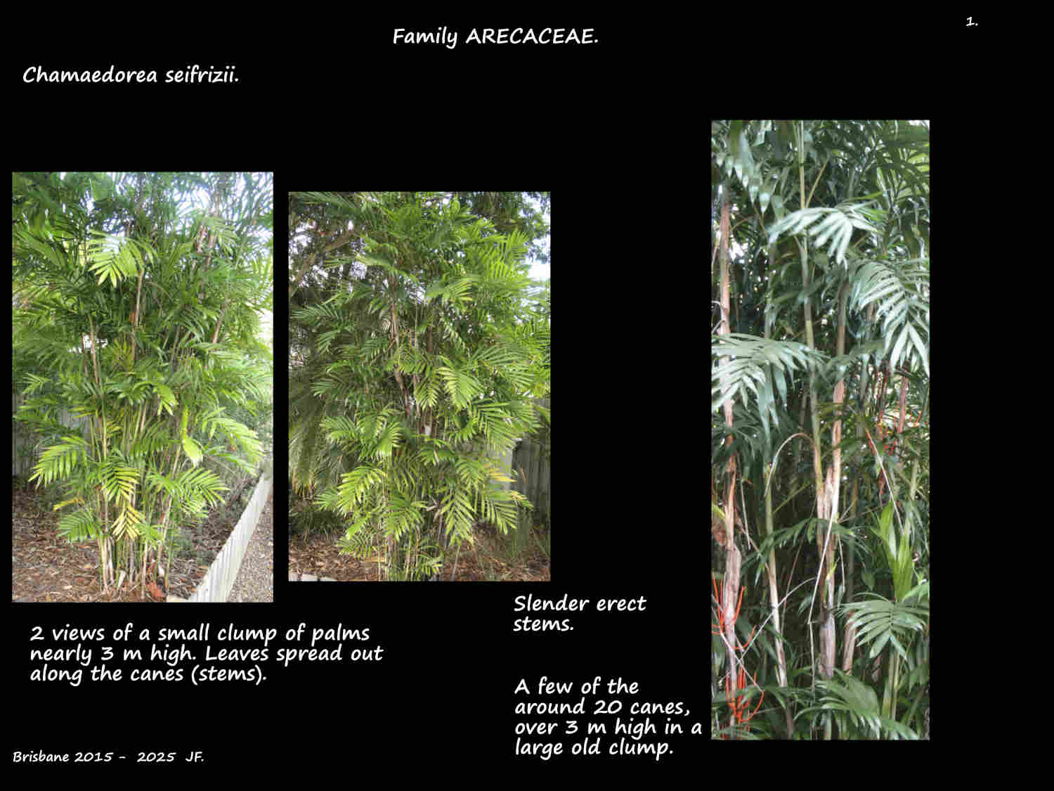 1 Clumps of Chamaedorea seifrizii palms
