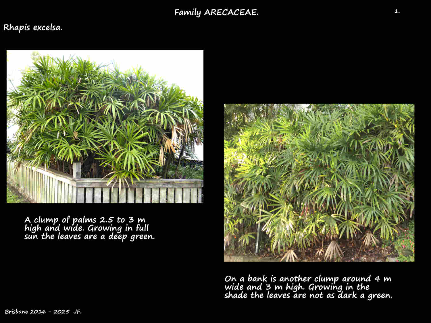 1 Clumps of Lady palms