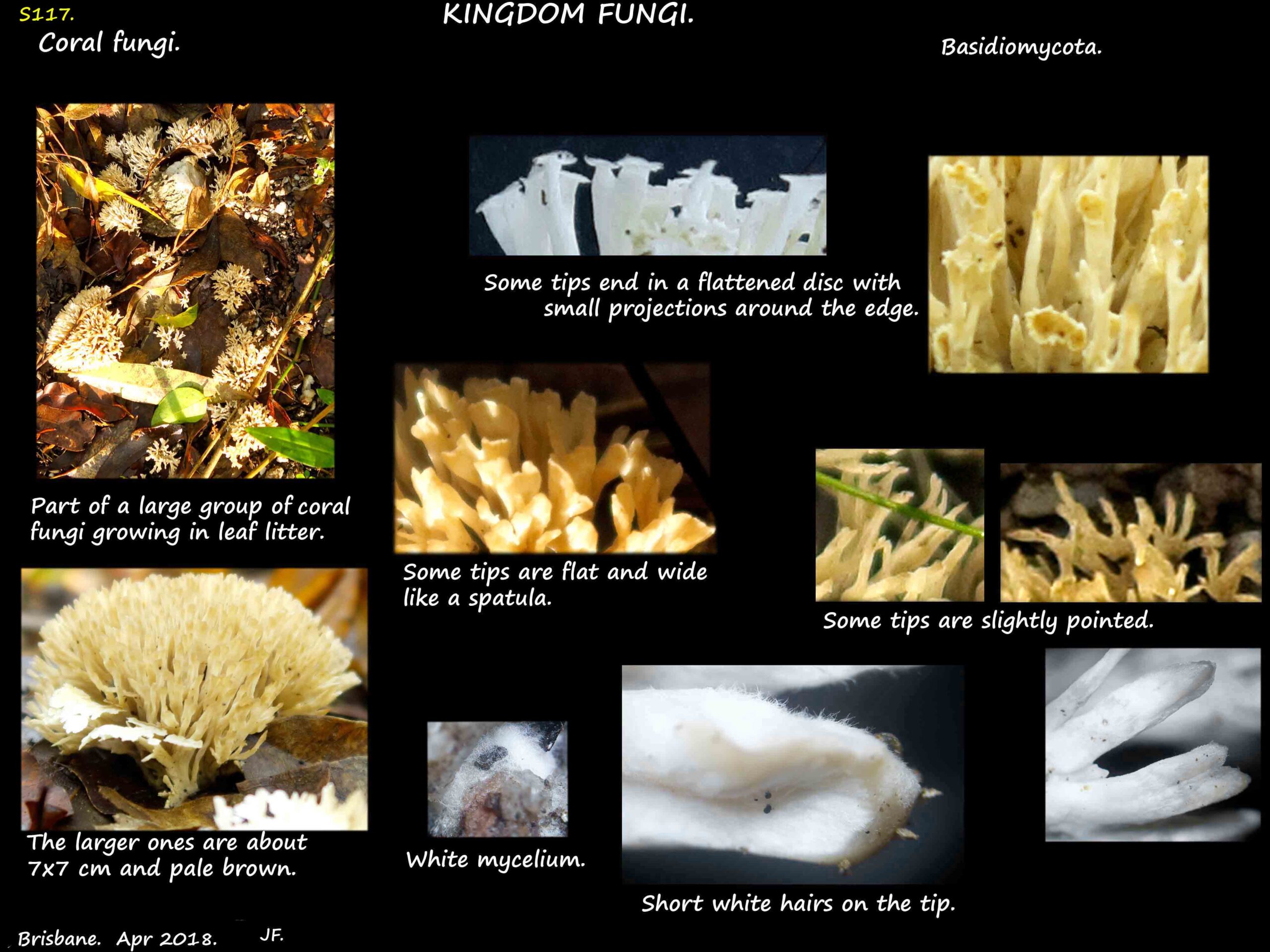 1 Cluster of Coral fungi