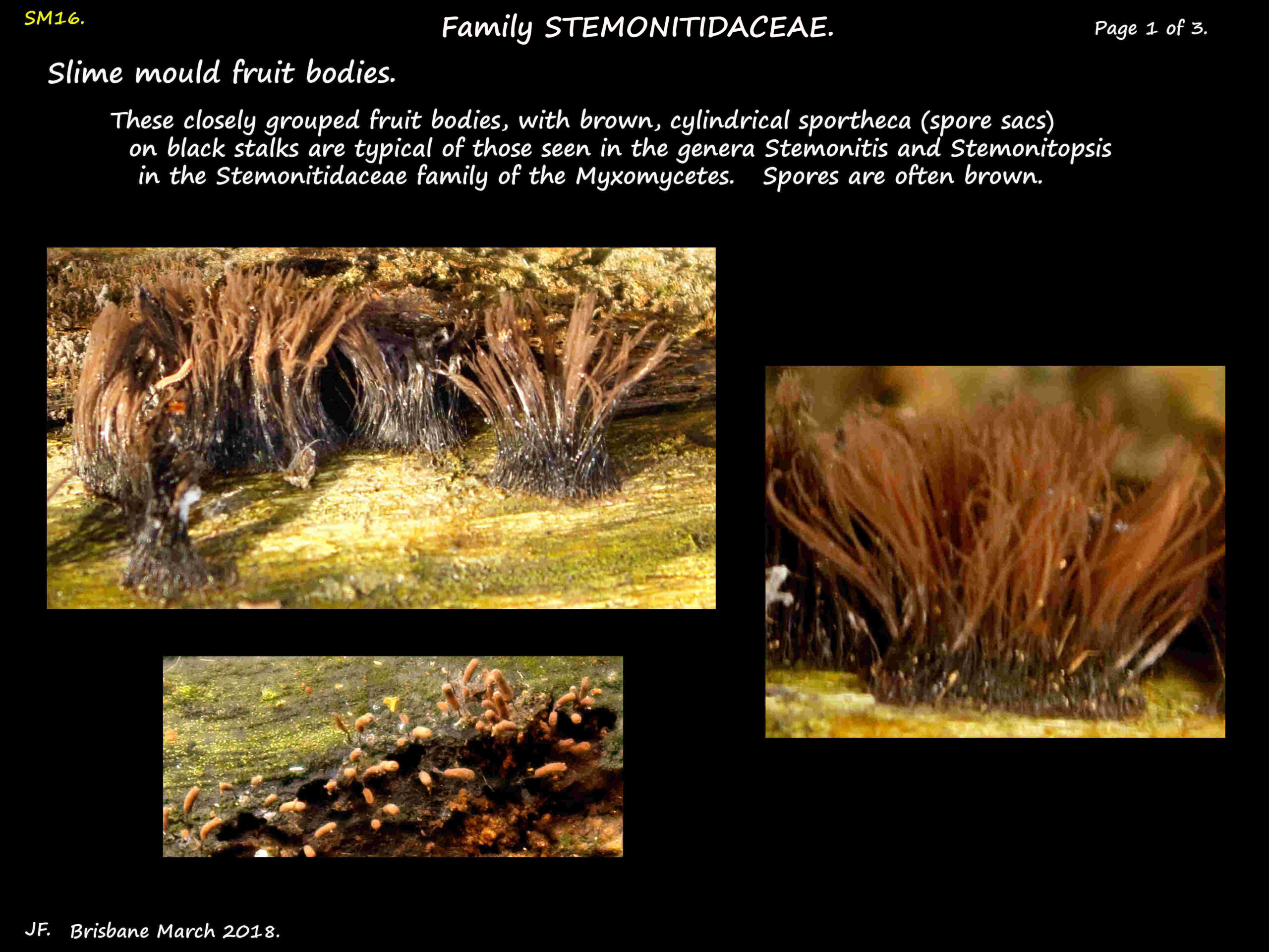 1 Cluster of Stemonitis splendens fruit bodies