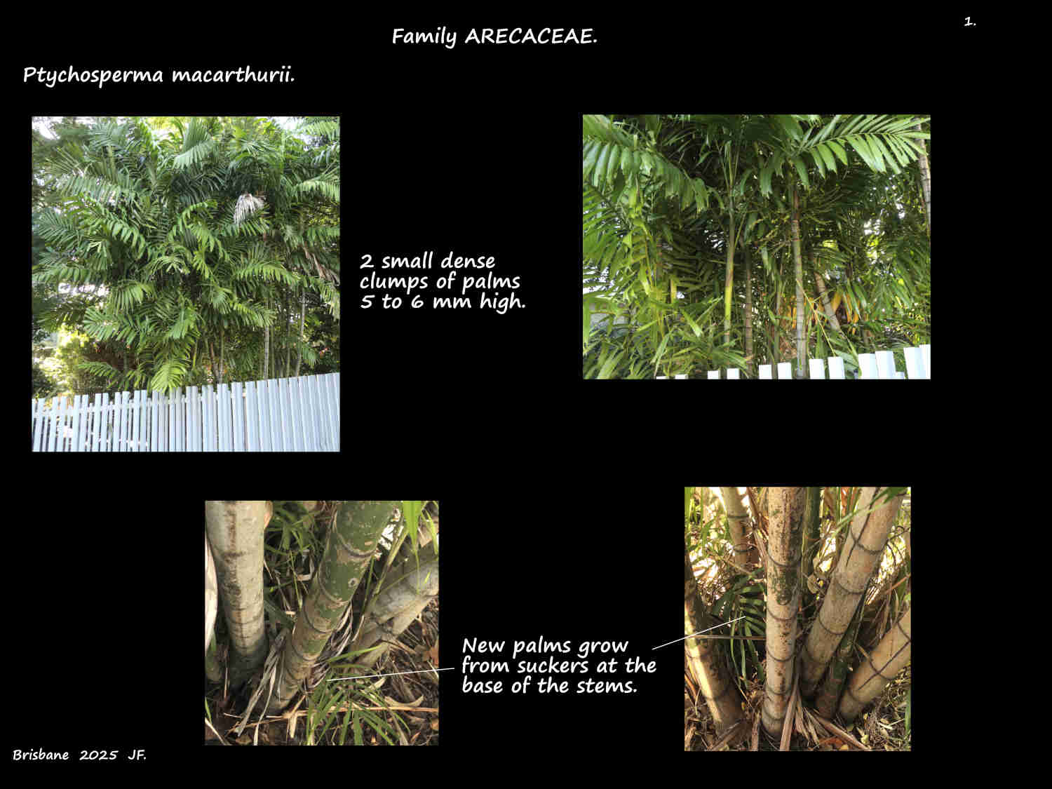 1 Clusters of Ptychosperma macarthurii palms