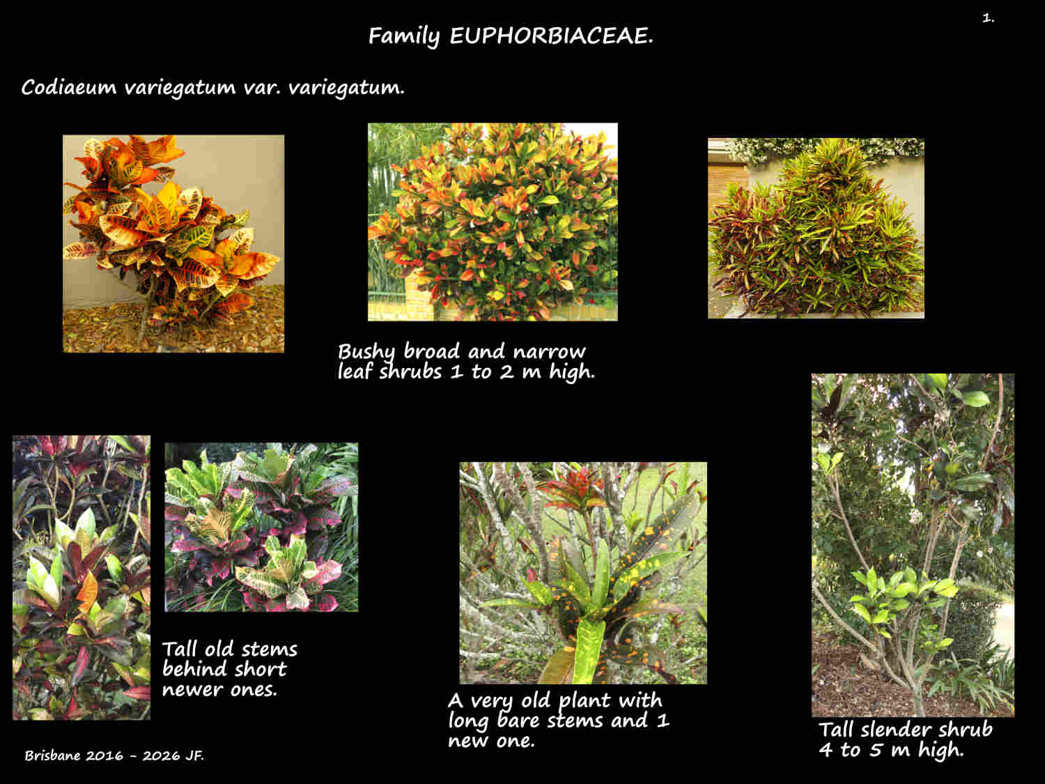 1 Codiaeum variegatum shrubs
