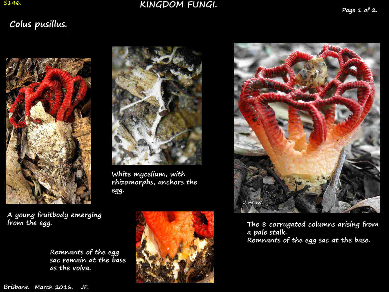 1 Colus pusillus egg & rhizomorphs