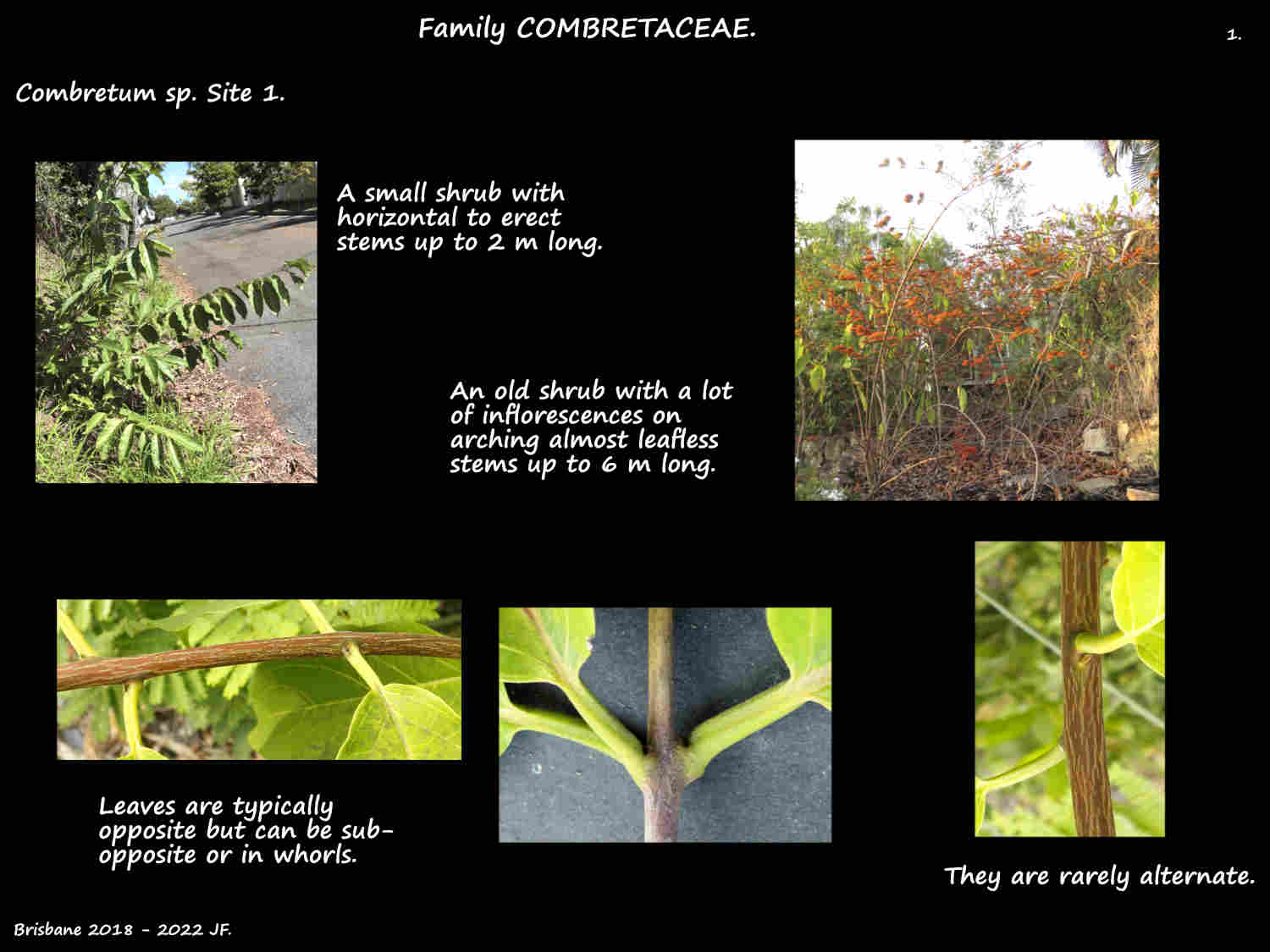 1 Combretum shrubs & leaf arrangement
