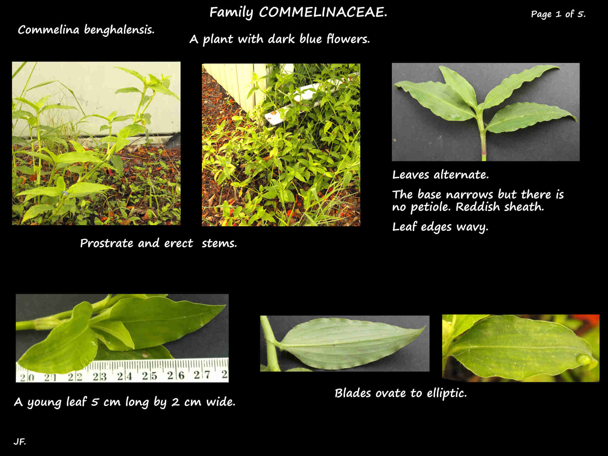 1 Commelina benghalensis habit & leaves