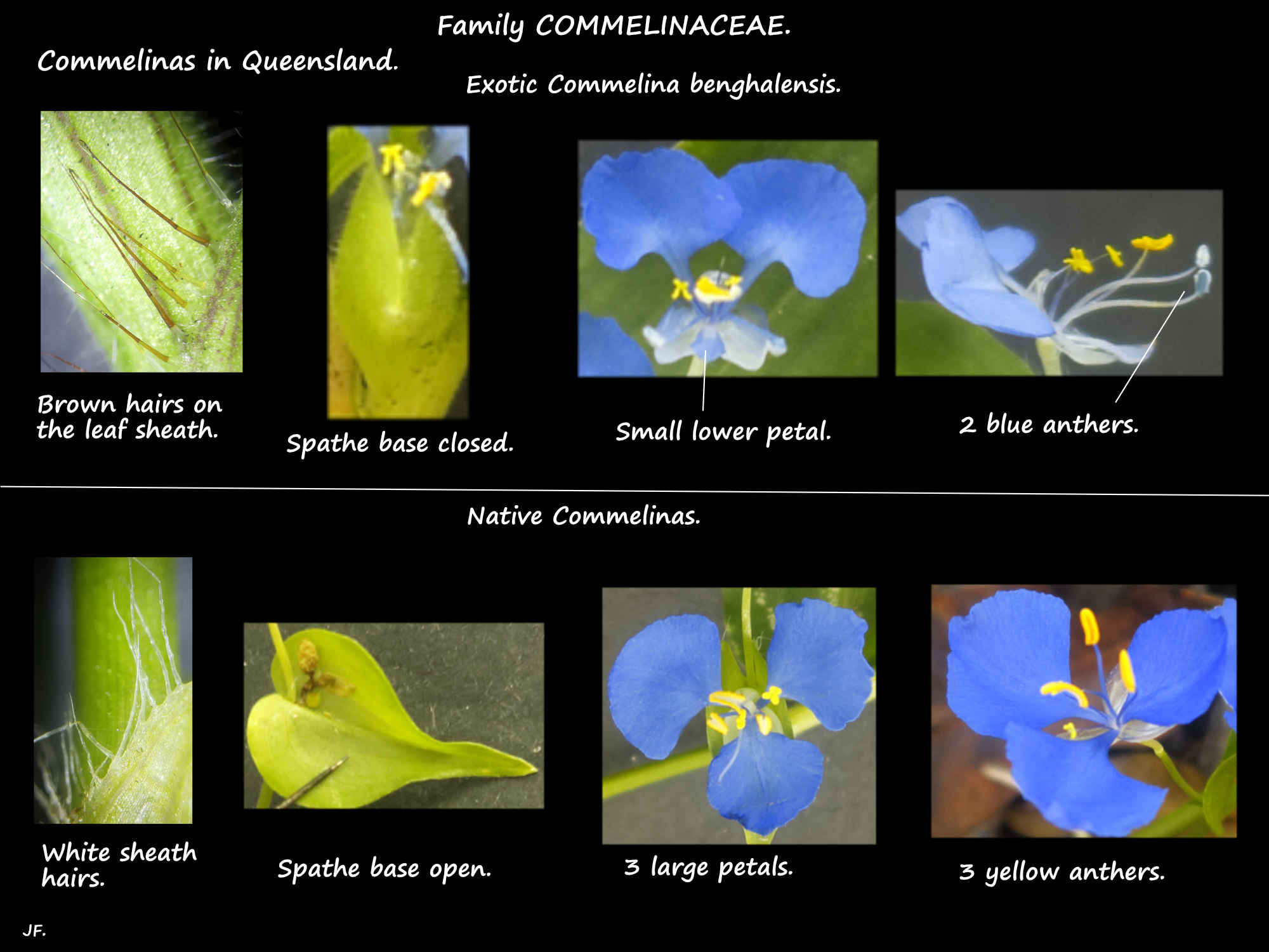 1 Commellinas in Queensland