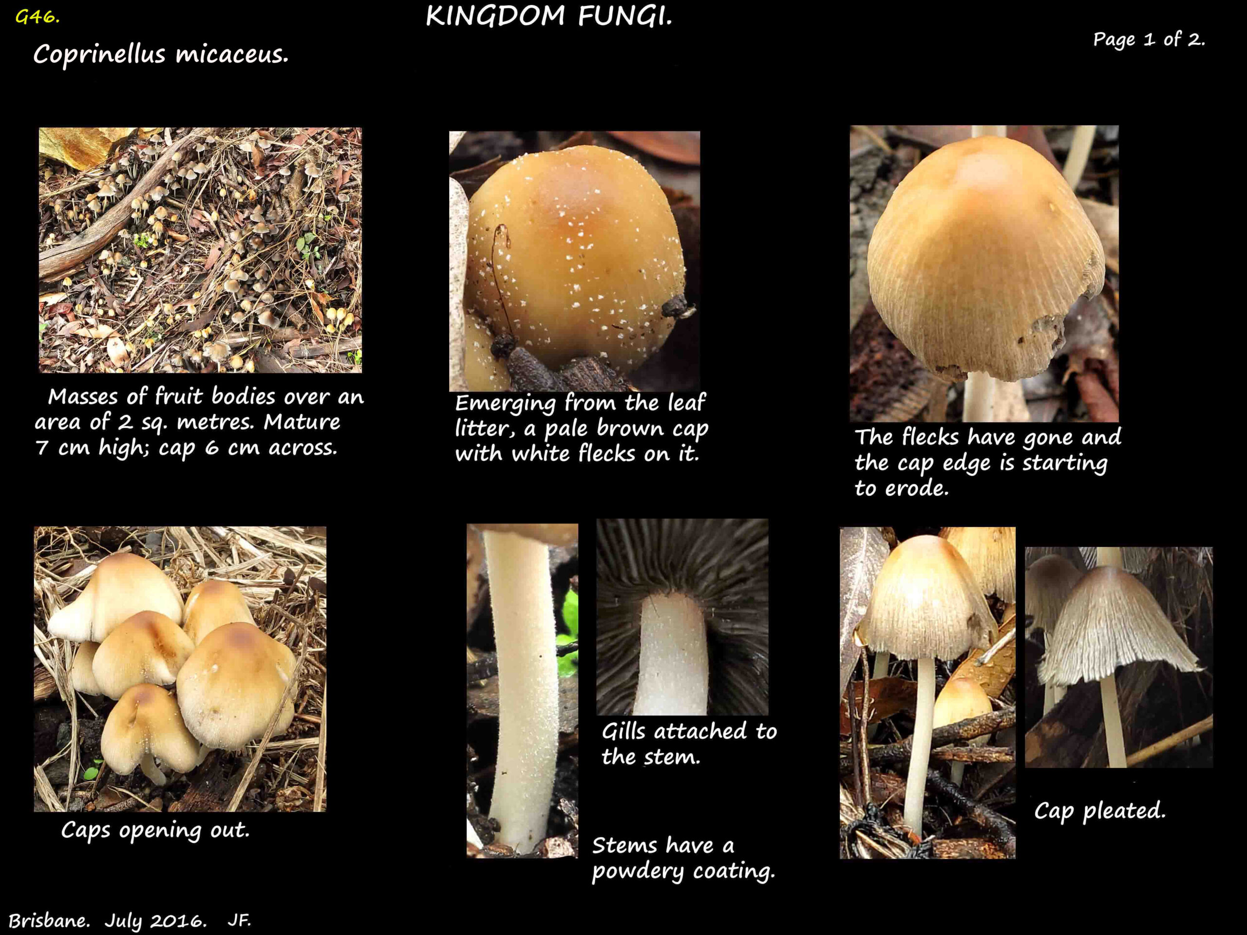 1 Coprinellus micaceus cap & stalk