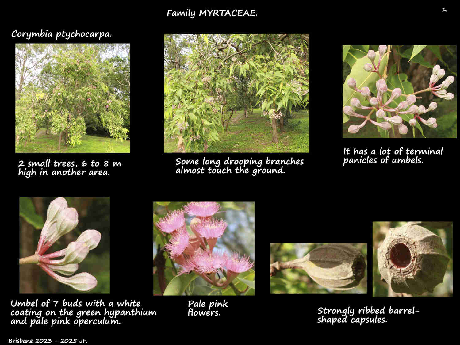 1 Corymbia ptychocarpa subsp. ptychocarpa