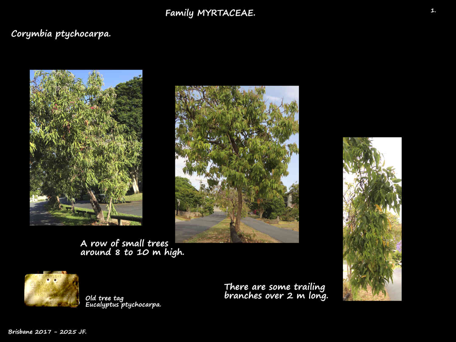 1 Corymbia ptychocarpa trees