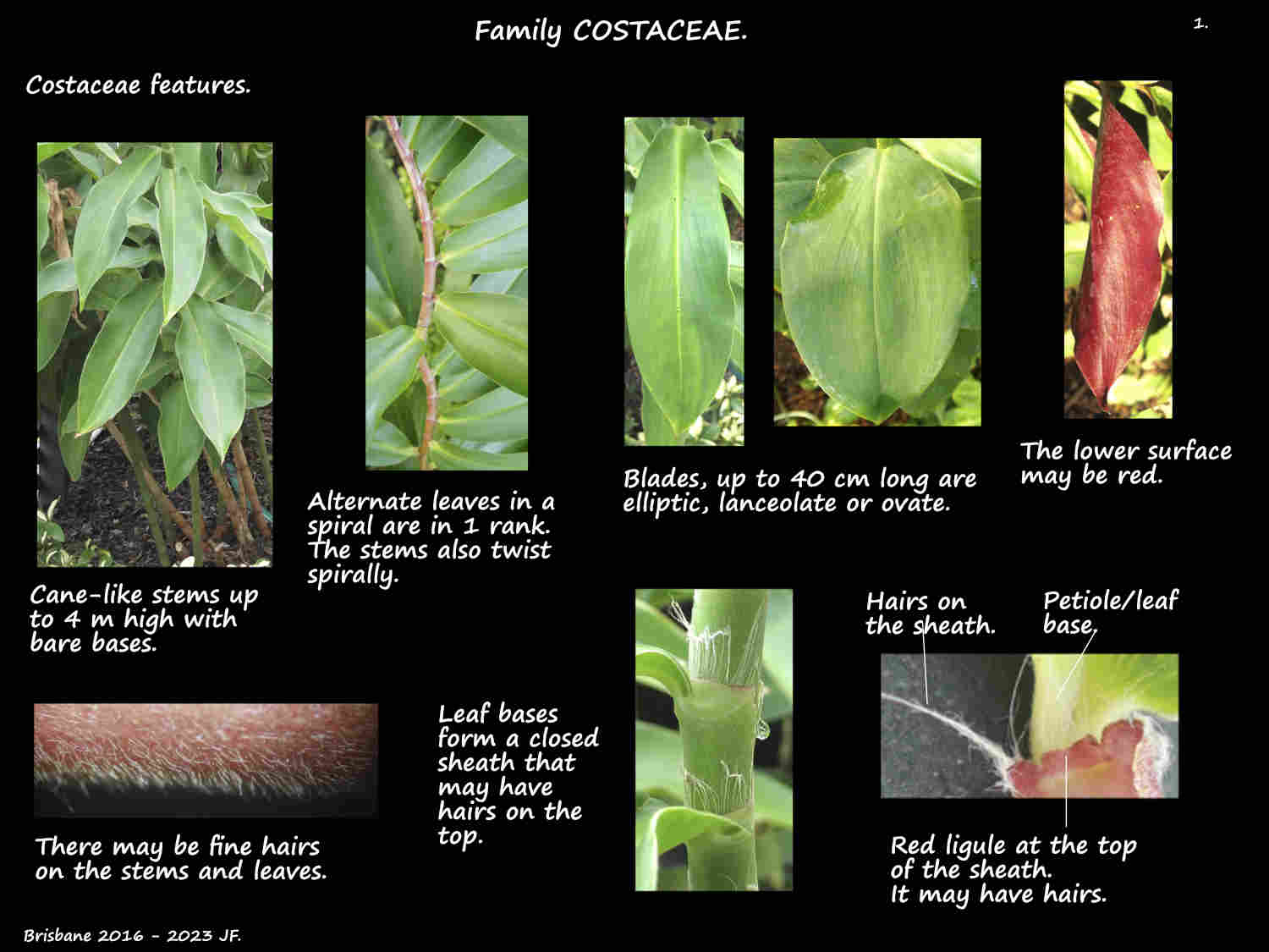1 Costaceae stems, leaves & ligules