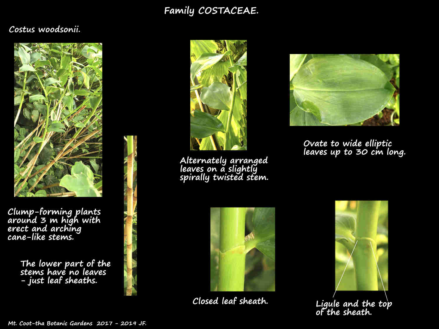 1 Costus woodsonii plants & leaves