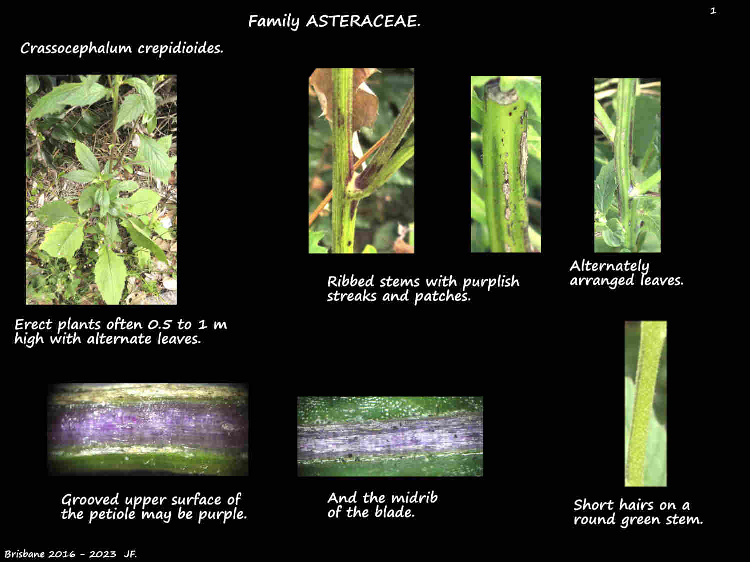 1 Crassocephalum crepidioides plant, stems & petioles