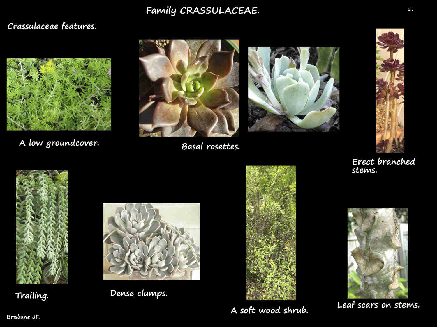 1 Crassulaceae plants