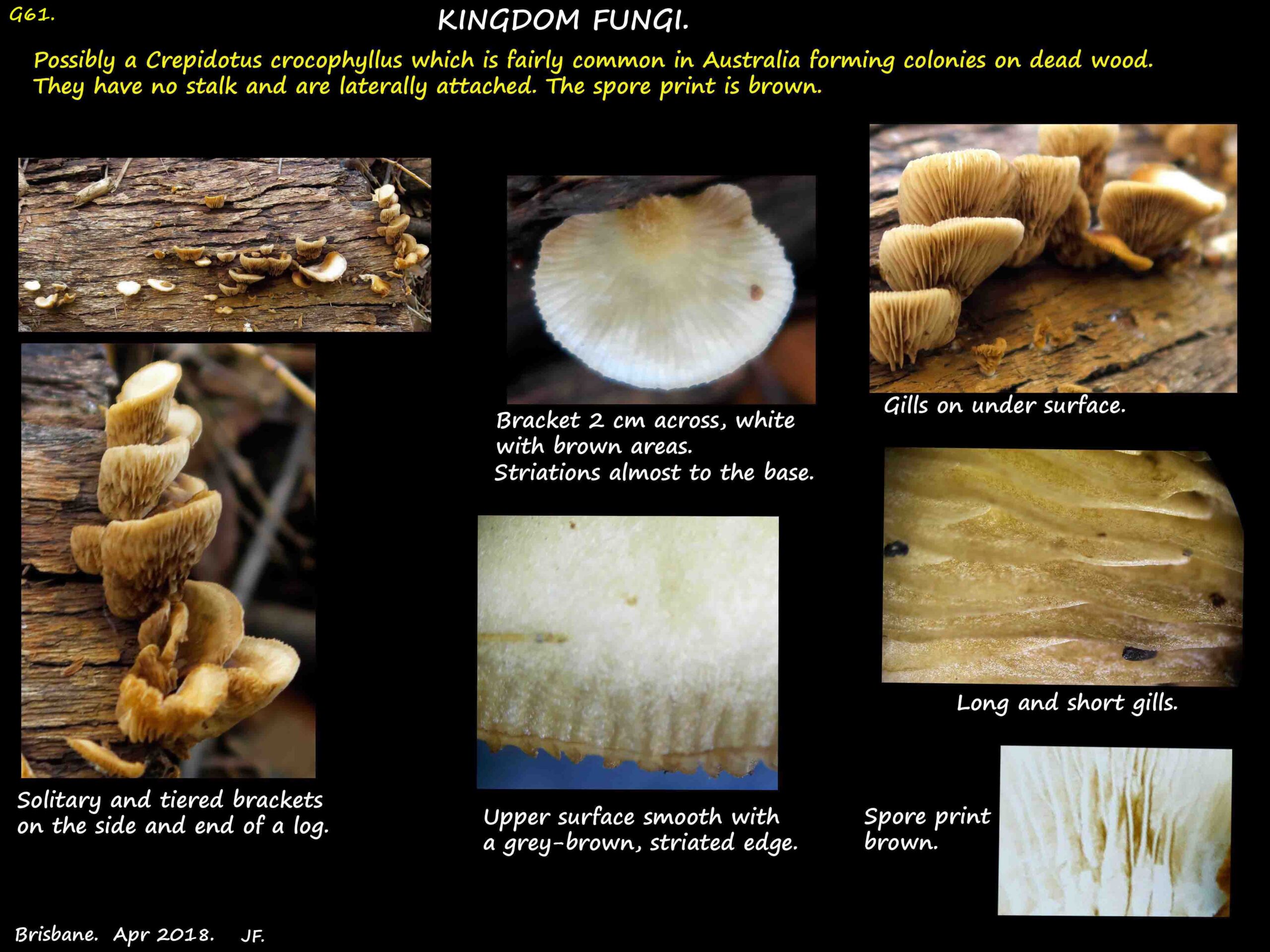 1 Tiers of Crepidotus mushrooms
