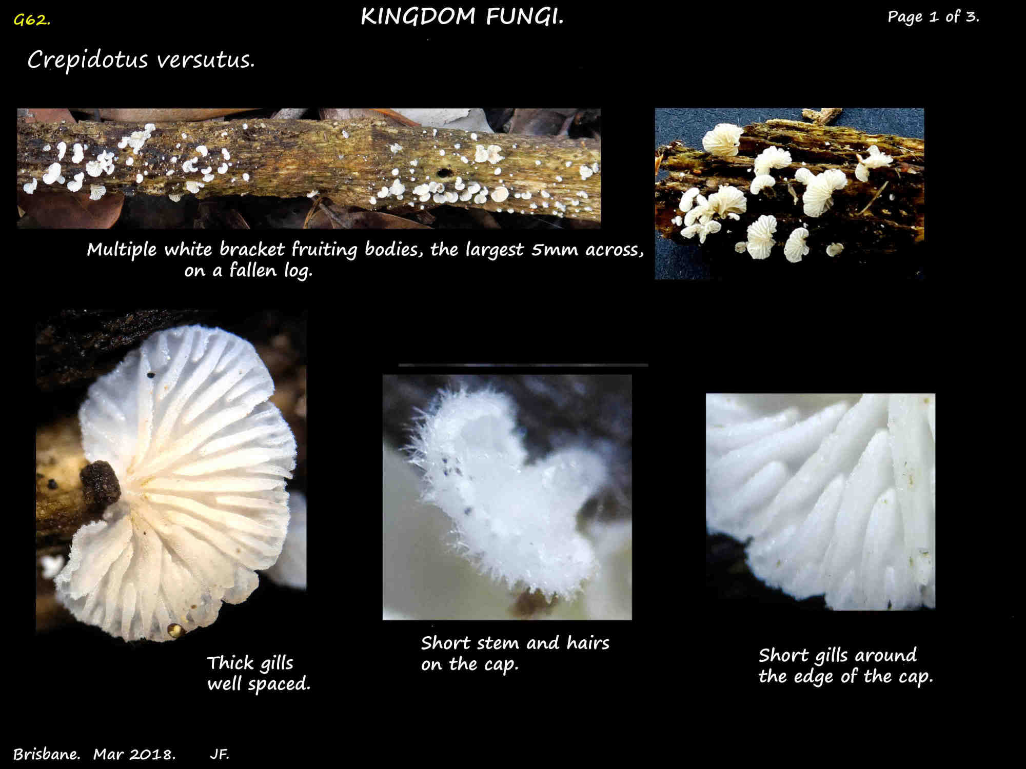 1 Crepidotus versutus fruiting bodies