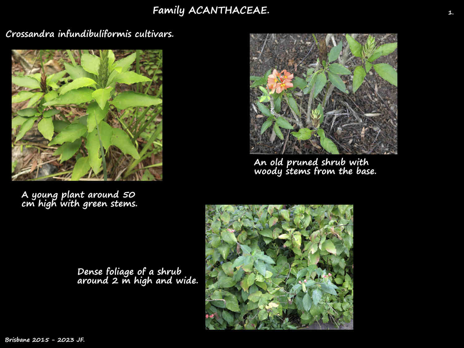 1 Crossandra infundibuliflormis shrubs